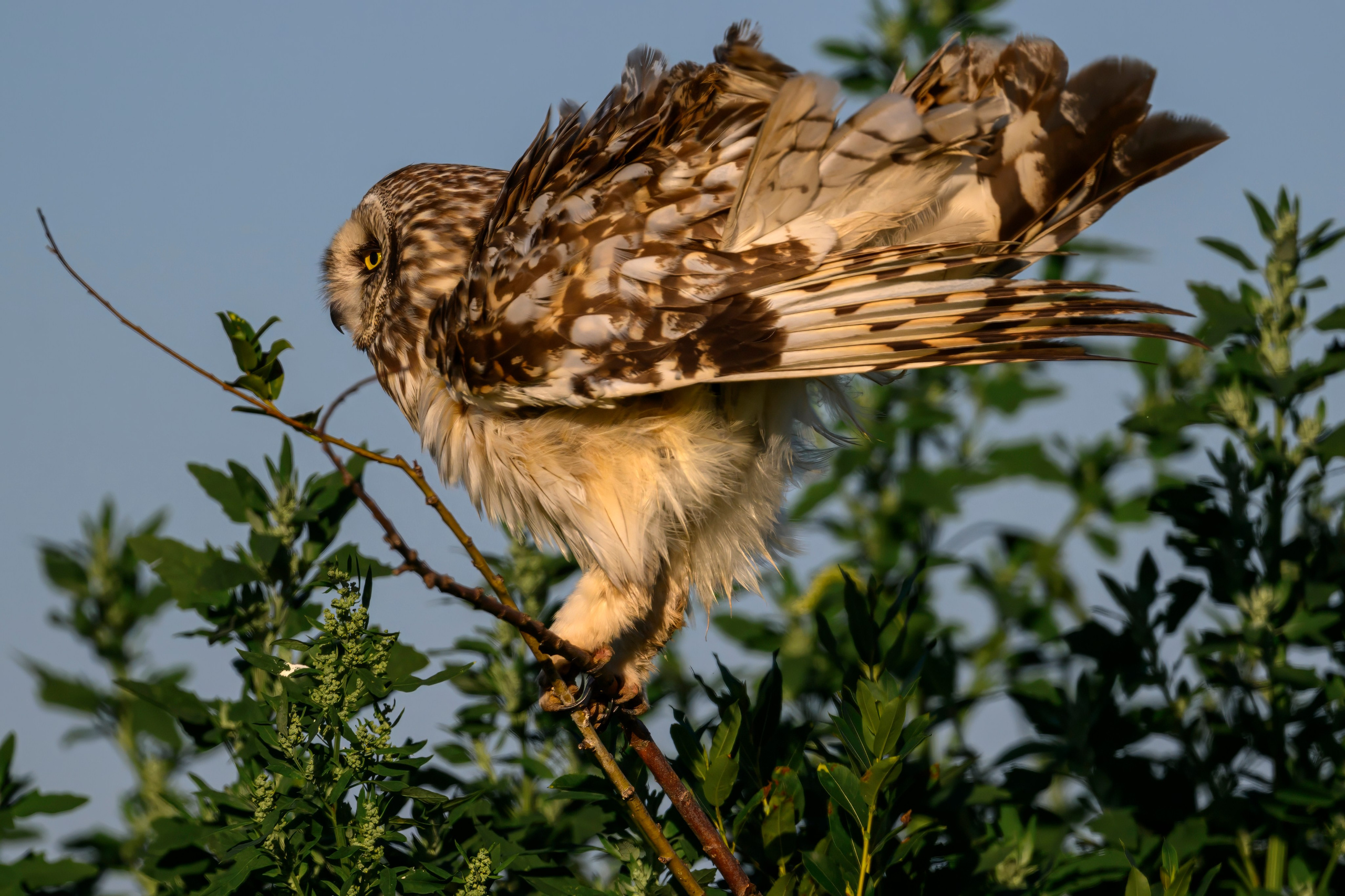 Утренний моцион совы. Owl's morning routine. Wildlife photography by Sergey Puponin