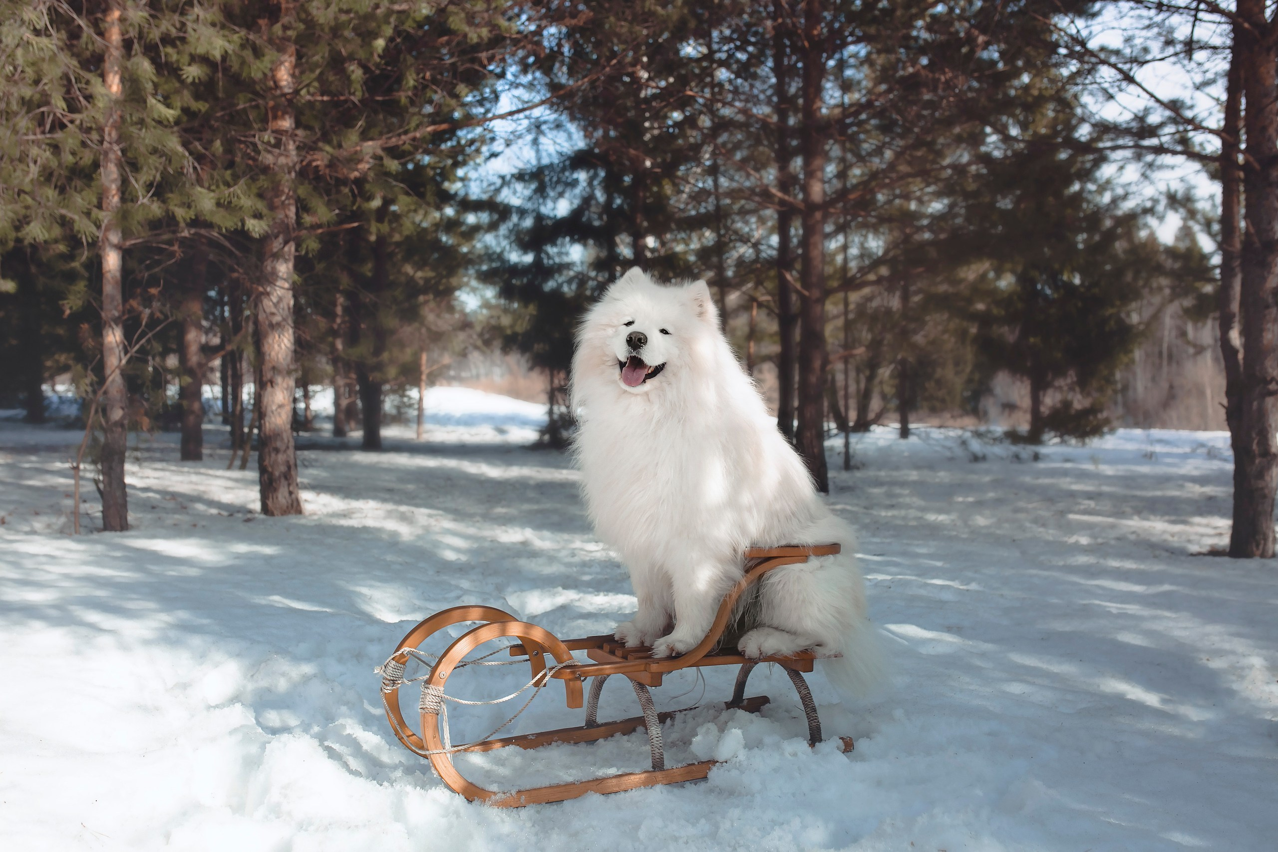 Фотосессия с пушистиком Самоедом. Семейный и детский фотограф в Ижевске Анастасия Камариттинова