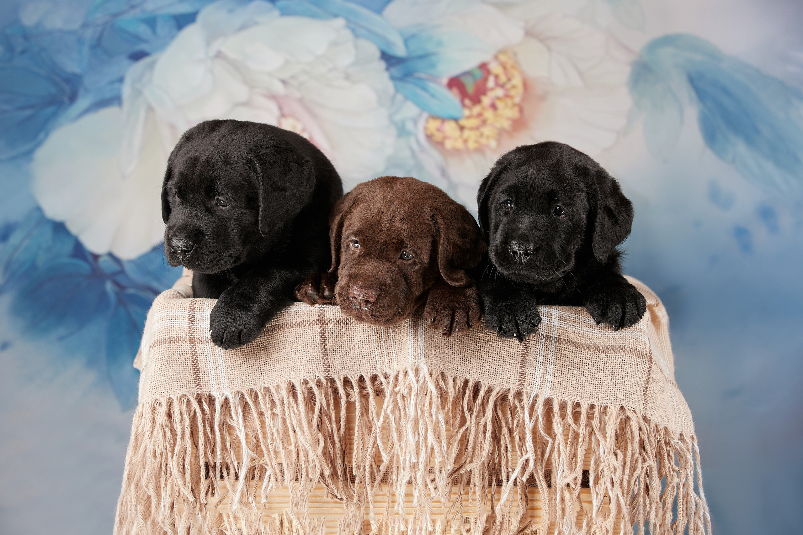 Съемка щенков на дому в Санкт-Петербурге, лабрадоры