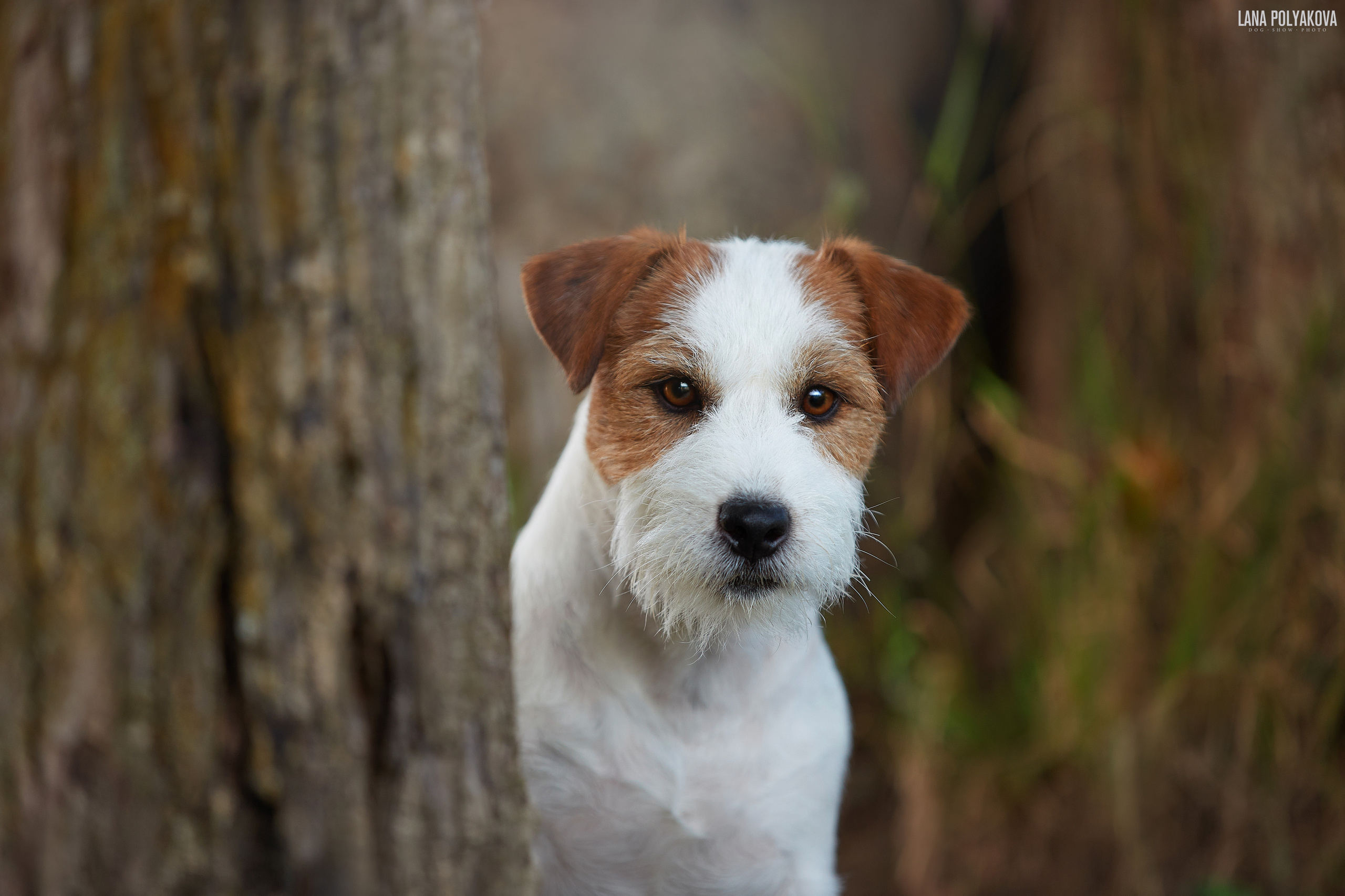 Джек-рассел терьер