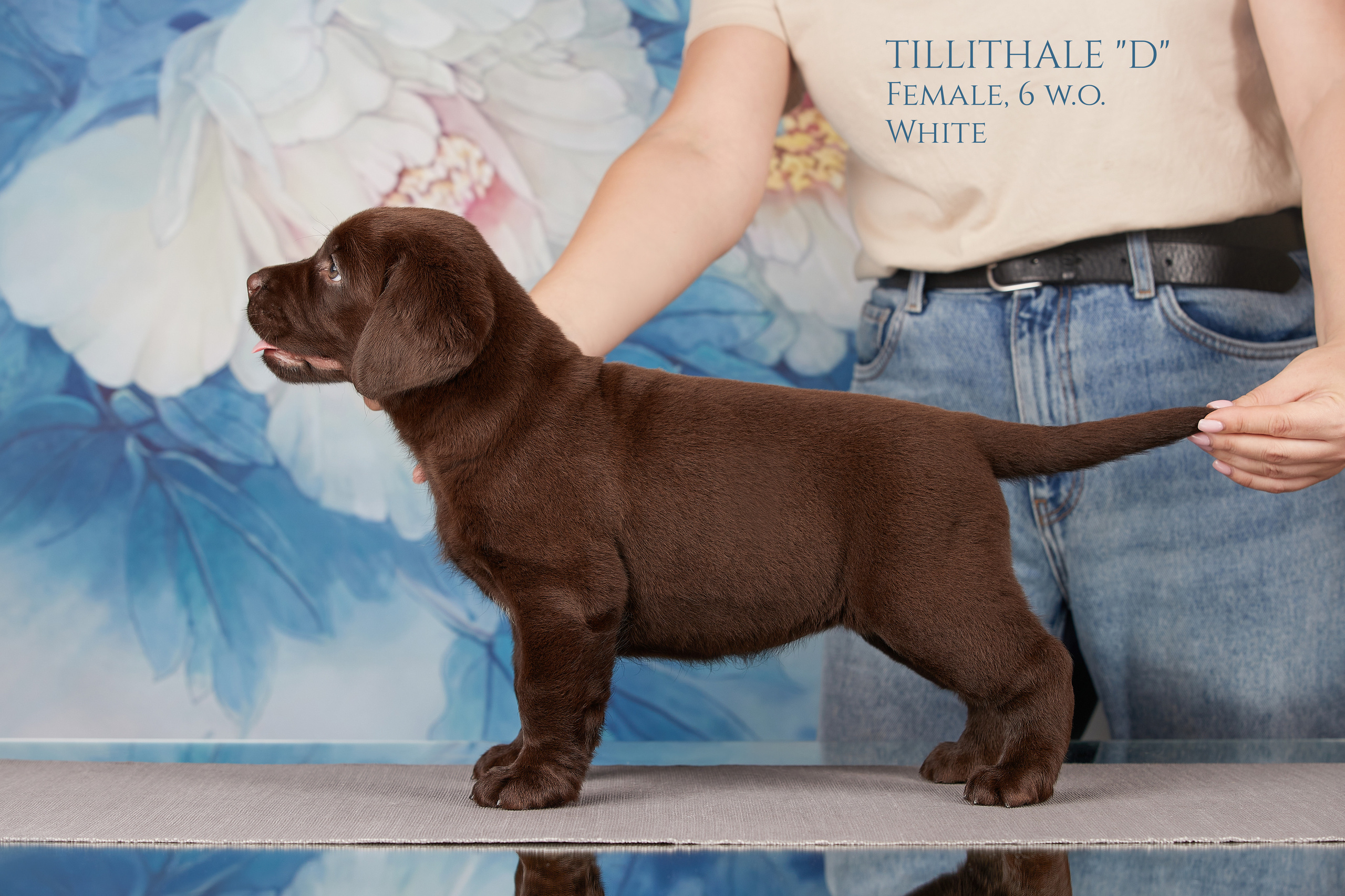 Съемка щенков на дому в Санкт-Петербурге, лабрадор