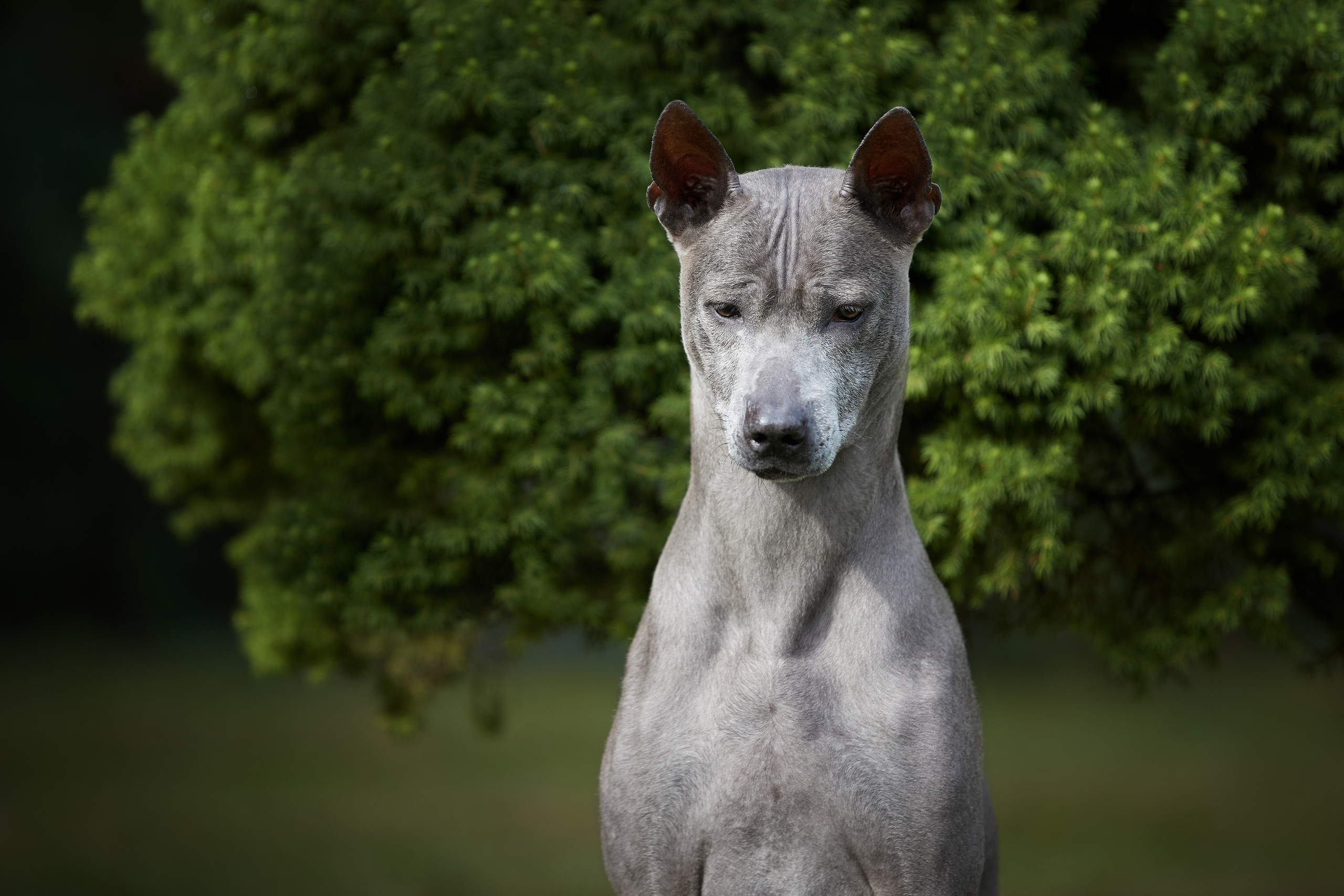 Тайский риджбек