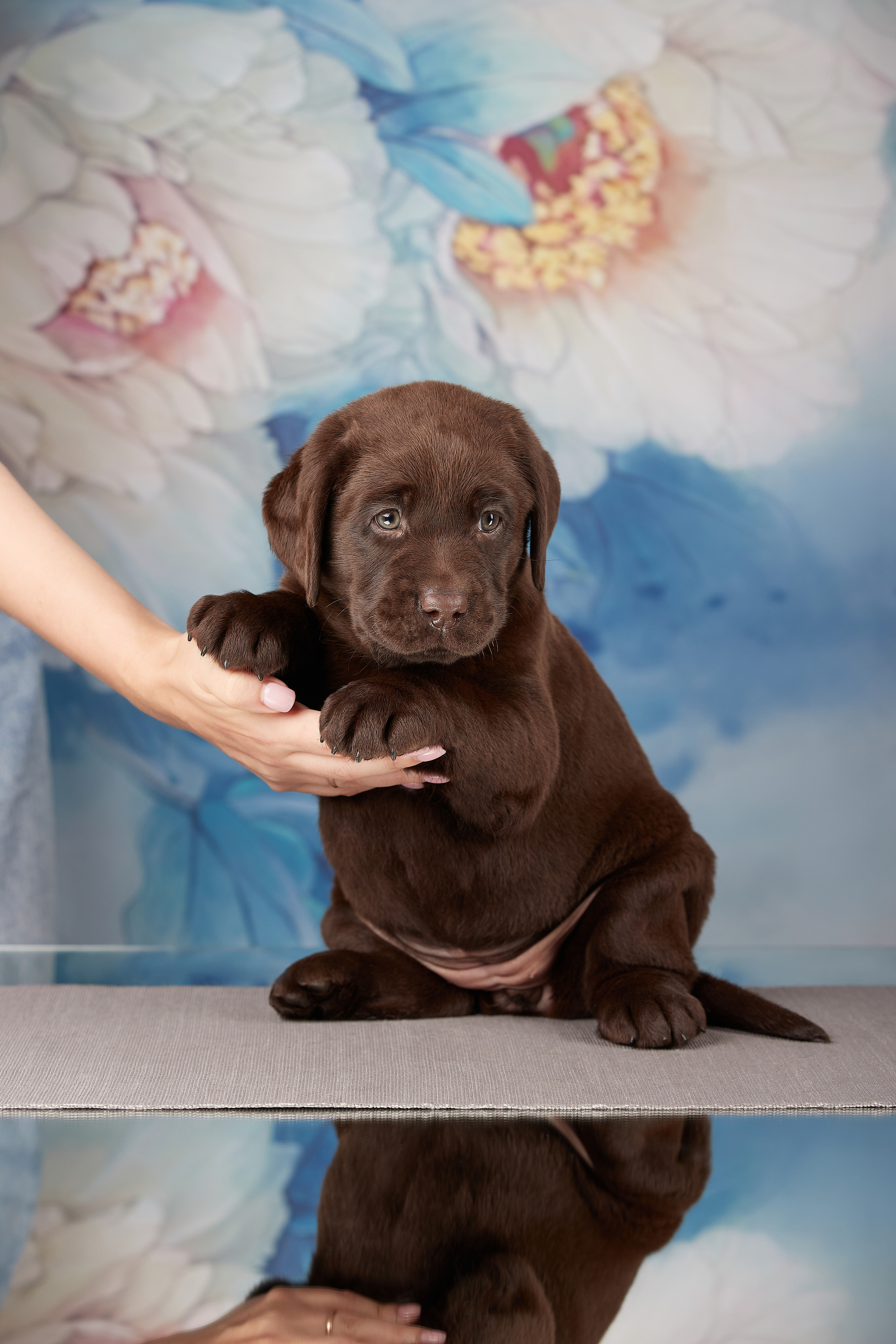 Съемка щенков на дому в Санкт-Петербурге, лабрадор