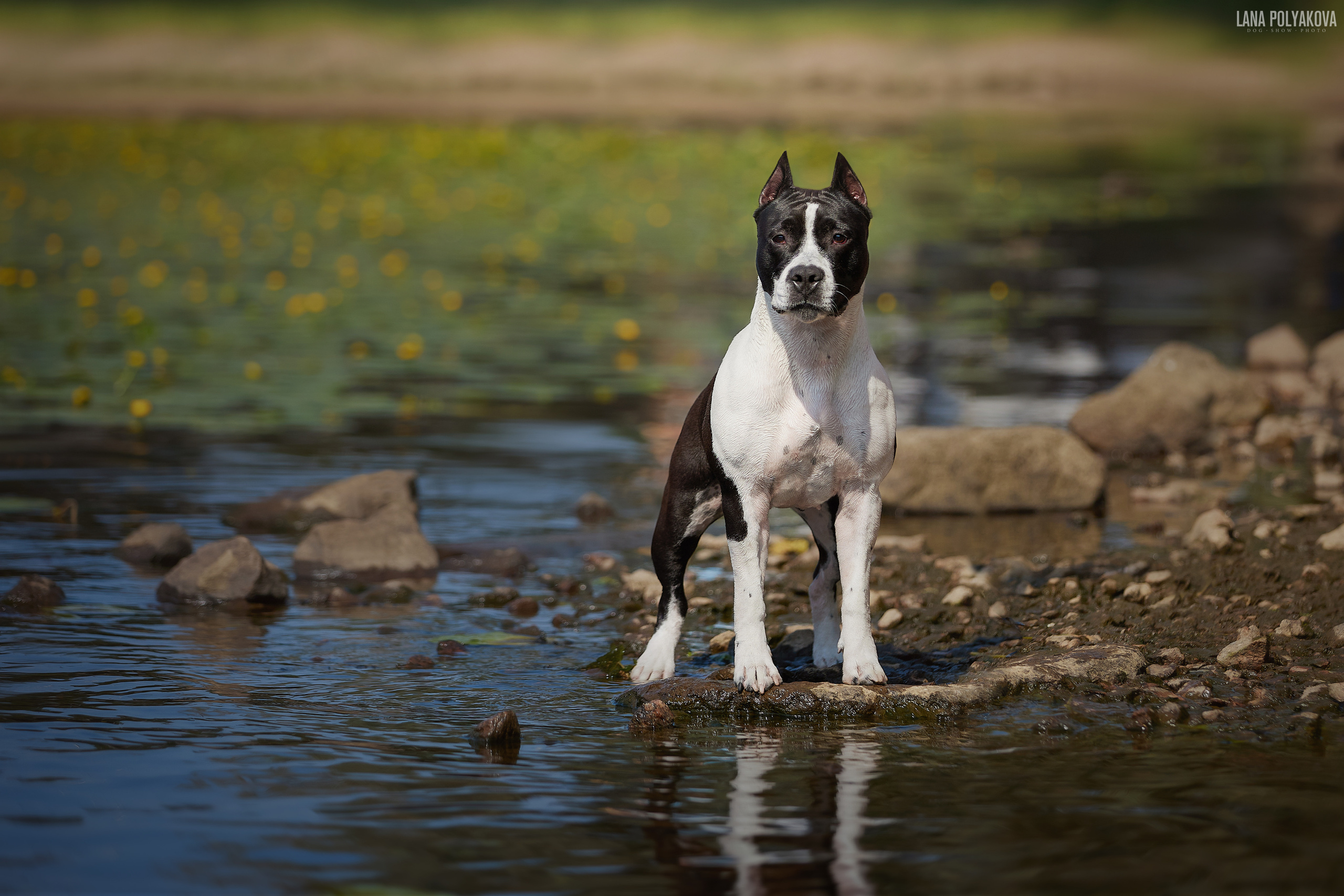 Американский стаффордширский терьер