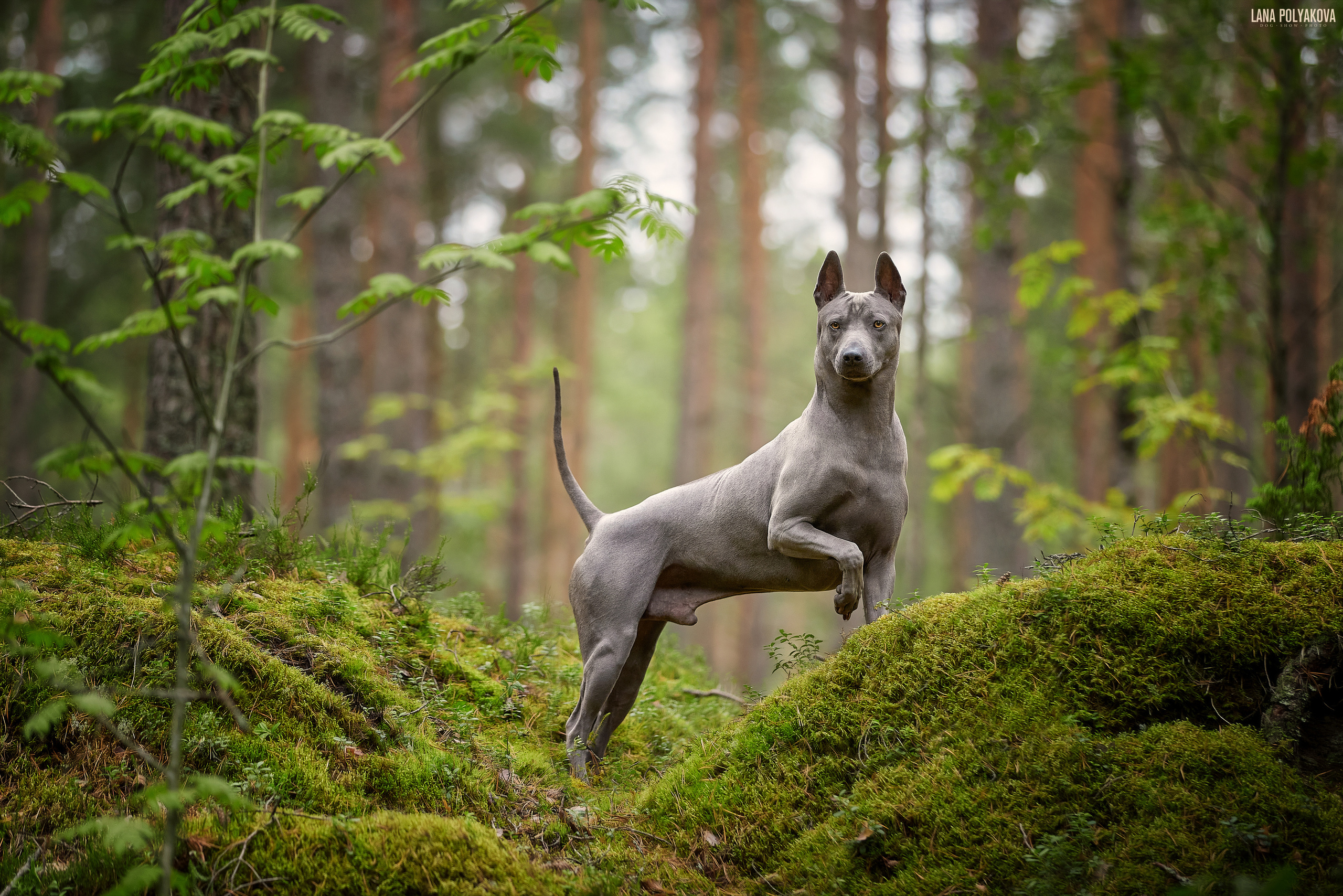 Карельское утро на озере. Фотопрогулка для сибы. ФОТОГРАФ-АНИМАЛИСТ l LANA POLYAKOVA