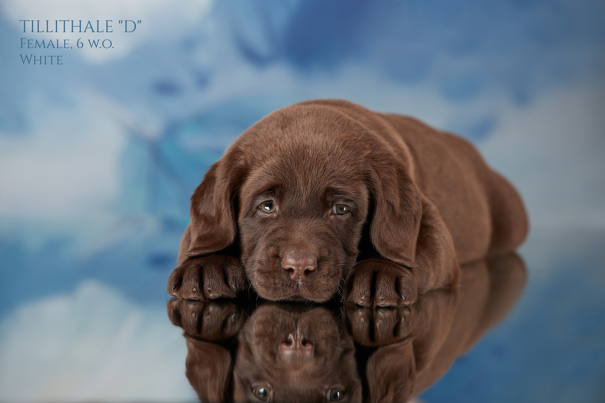 Съемка щенков на дому в Санкт-Петербурге, лабрадор