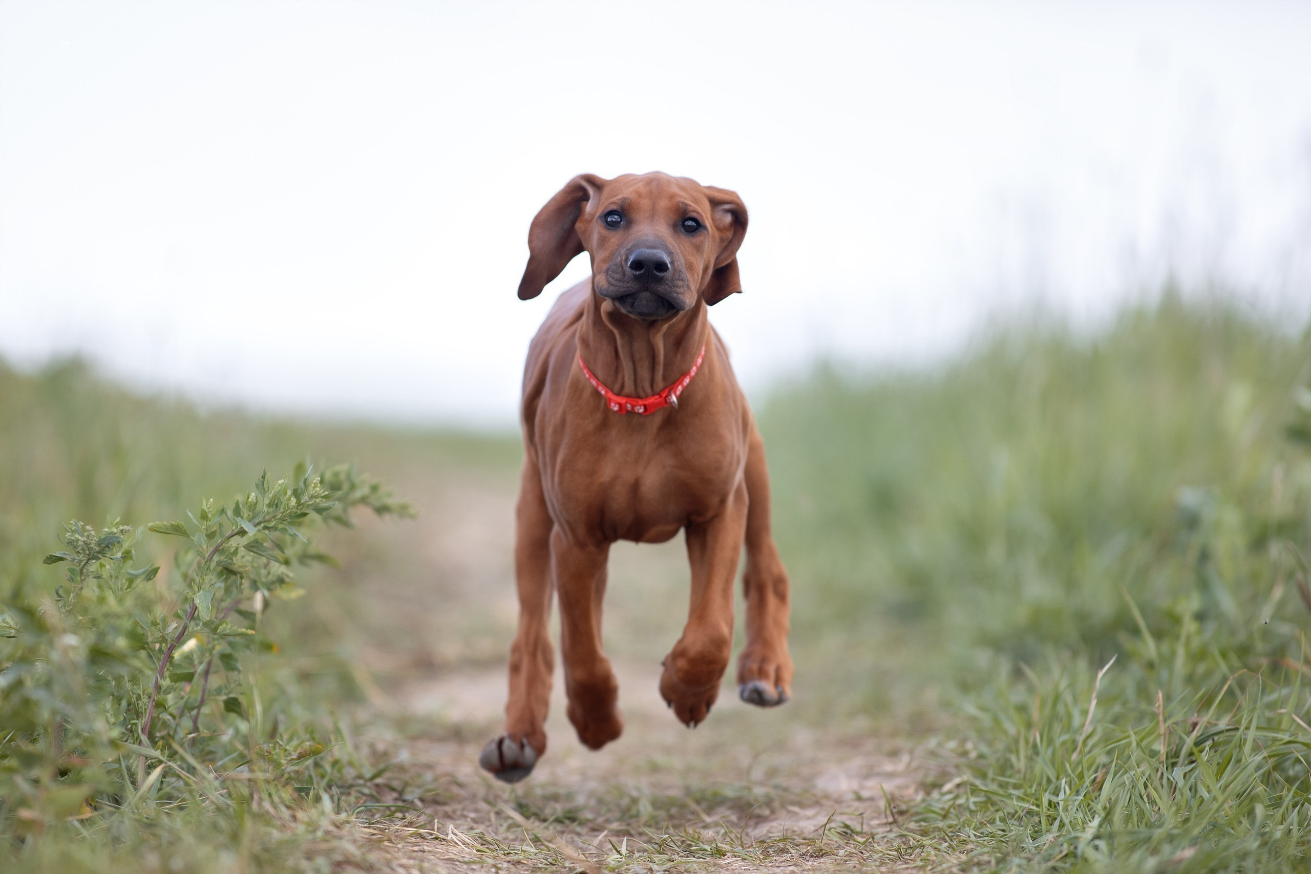 Родезийские Риджбеки в Санкт-Петербурге