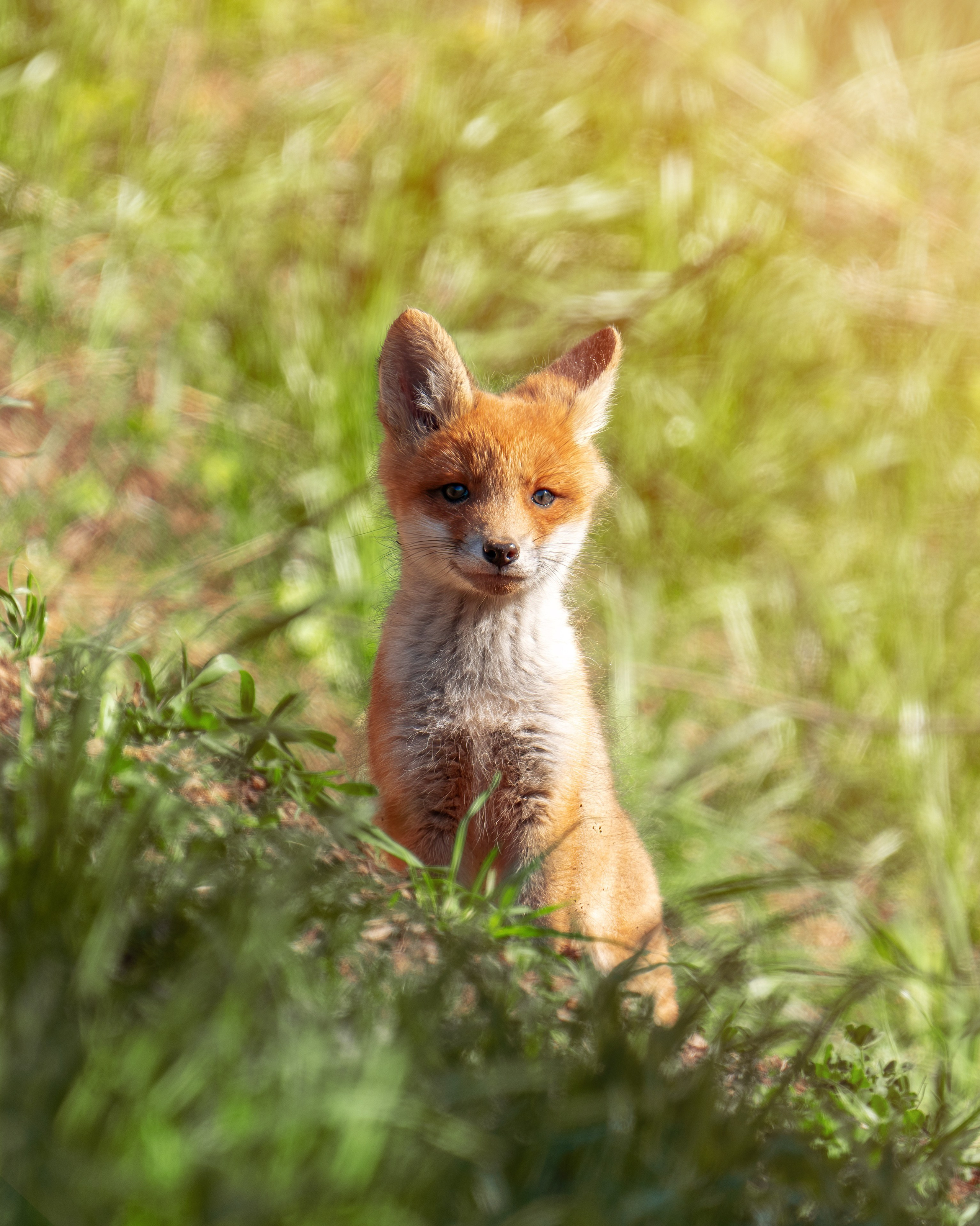 Фотография дикой природы