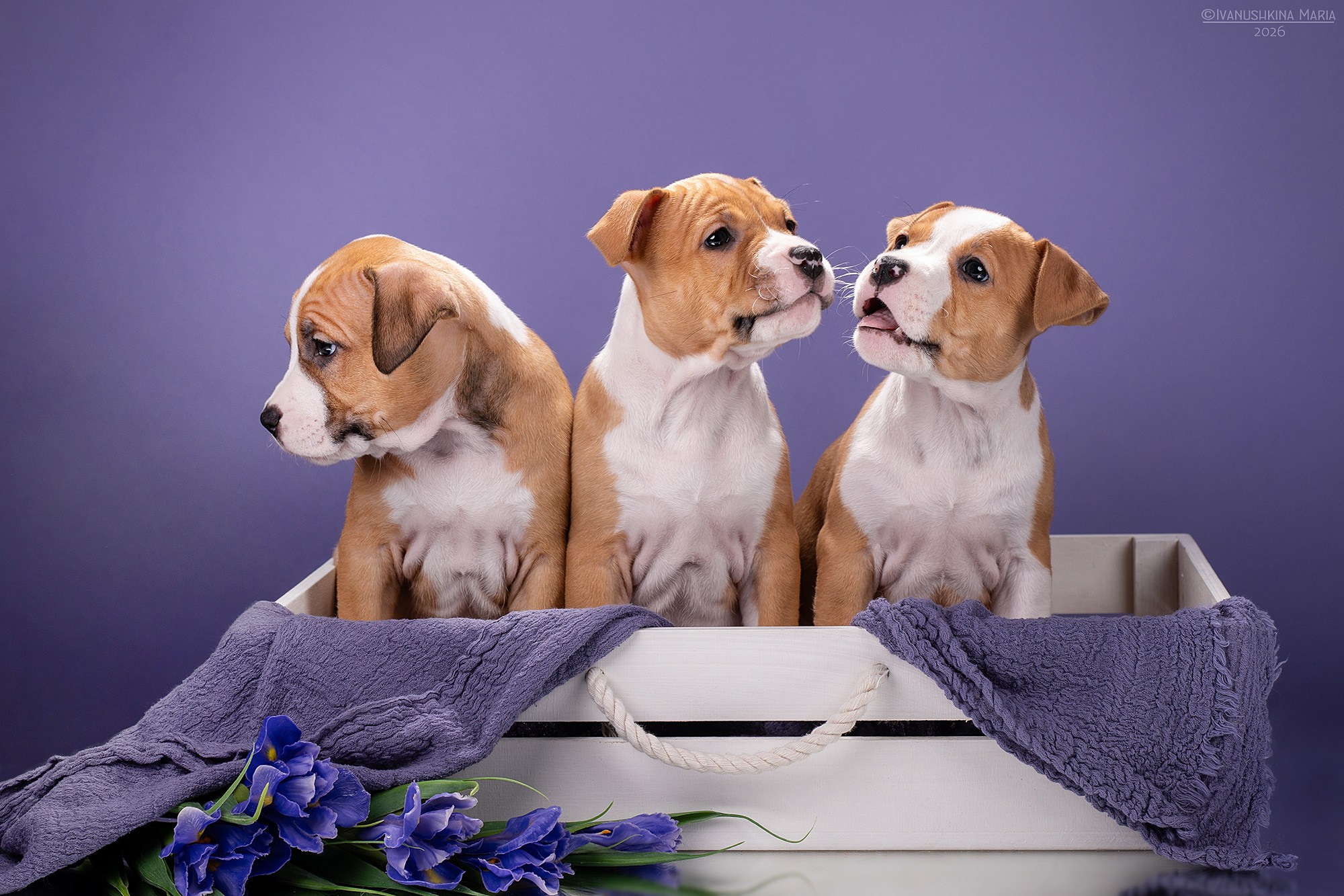 Фотосессия щенков на фонах. Фотограф собак в Москве и Московской области Иванушкина Мария