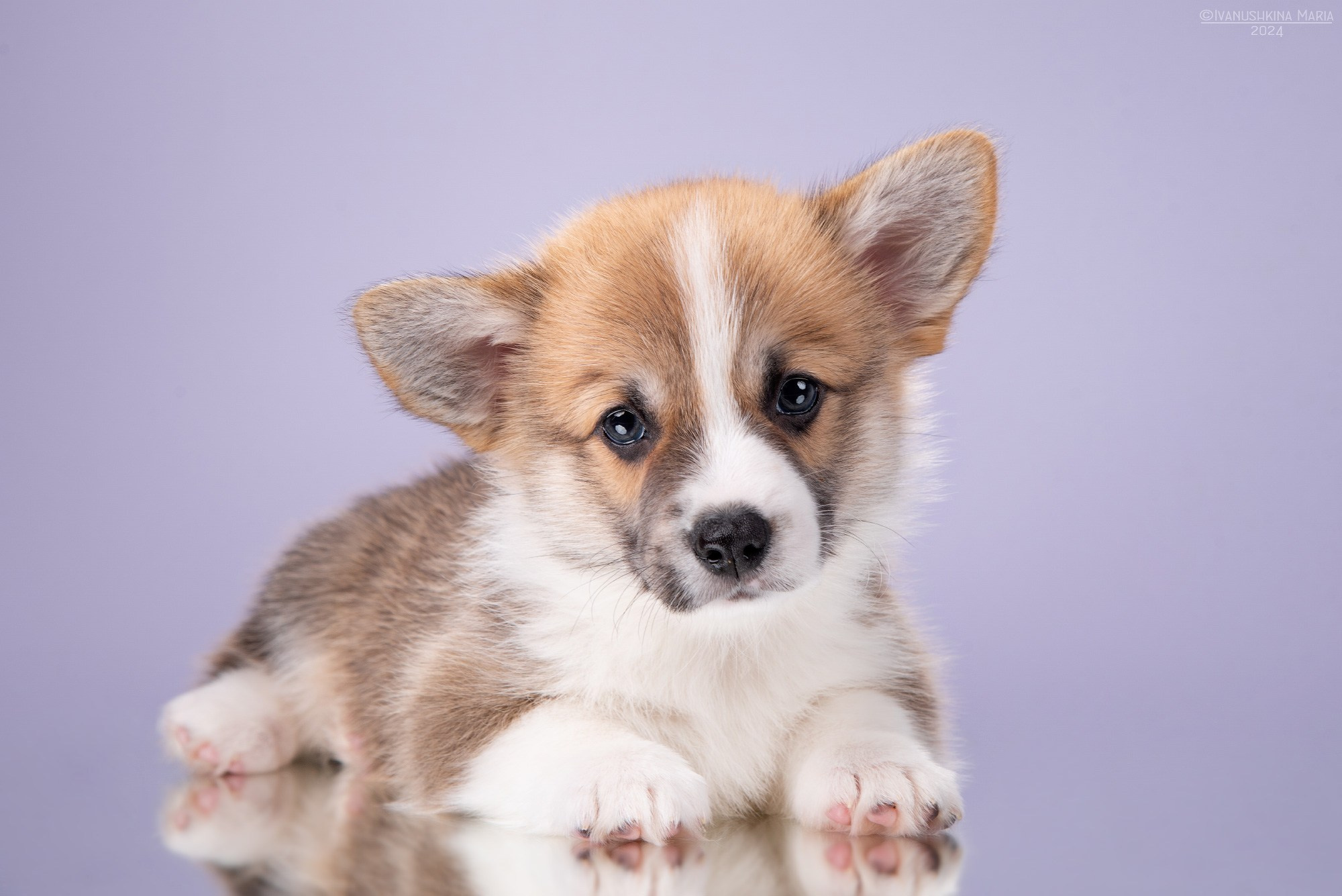 Фотосессия щенков на фонах. Фотограф собак в Москве и Московской области Иванушкина Мария