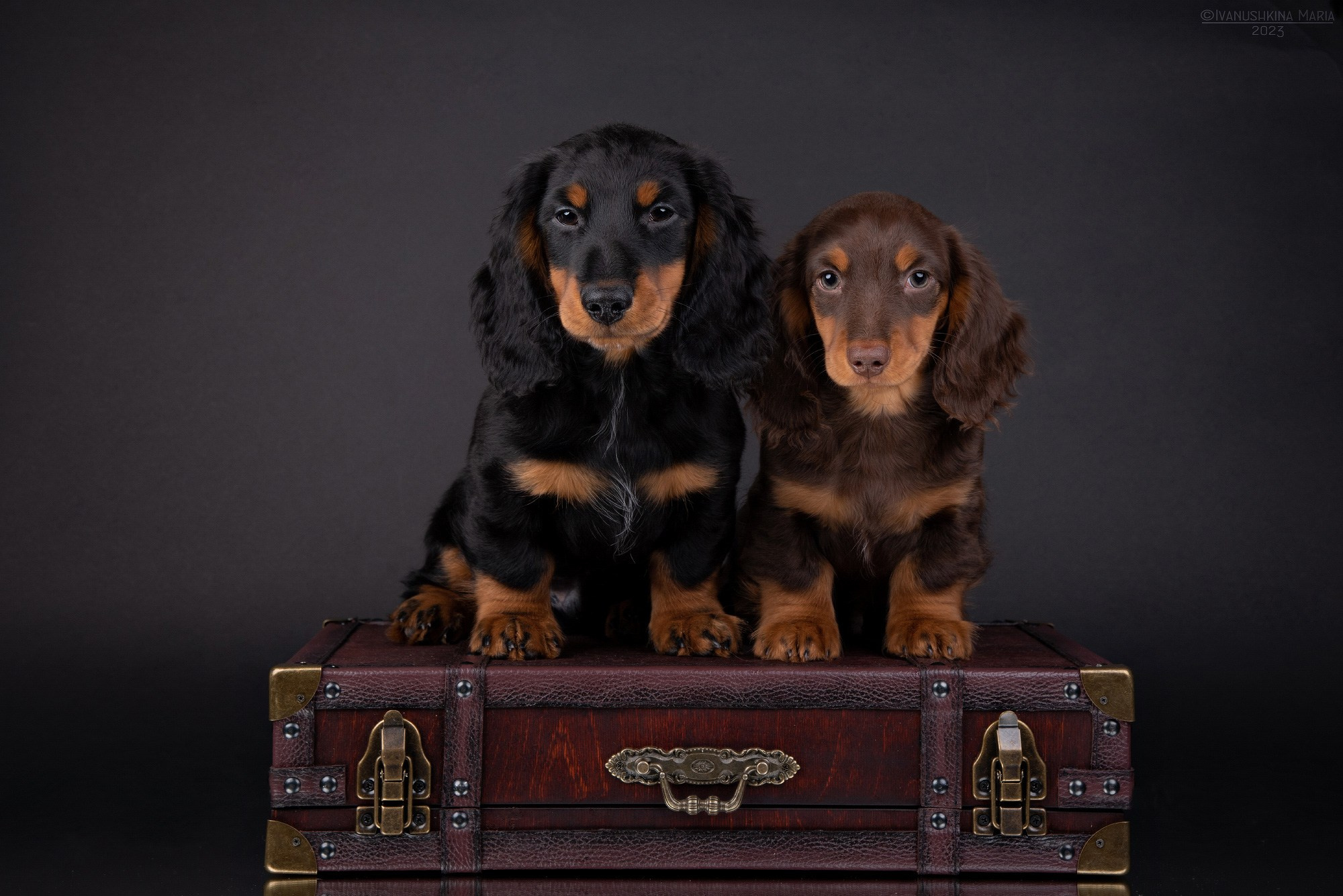 щенки таксы разных окрасов