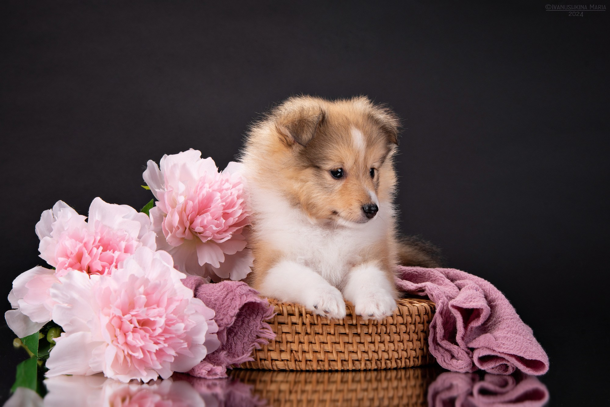 Фотосессия щенков на фонах. Фотограф собак в Москве и Московской области Иванушкина Мария