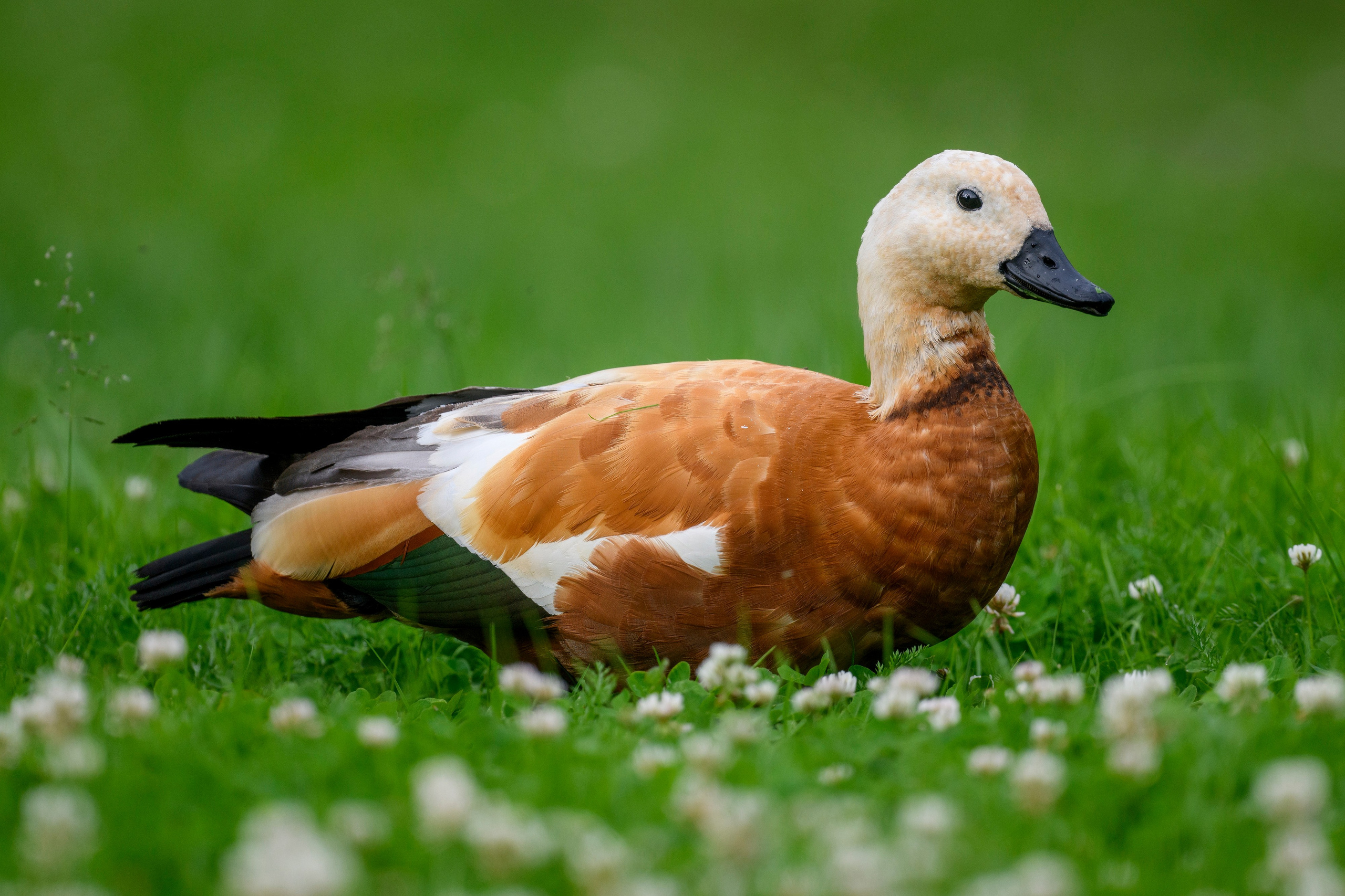 ГБС, Москва. Фотограф Сергей Пупонин