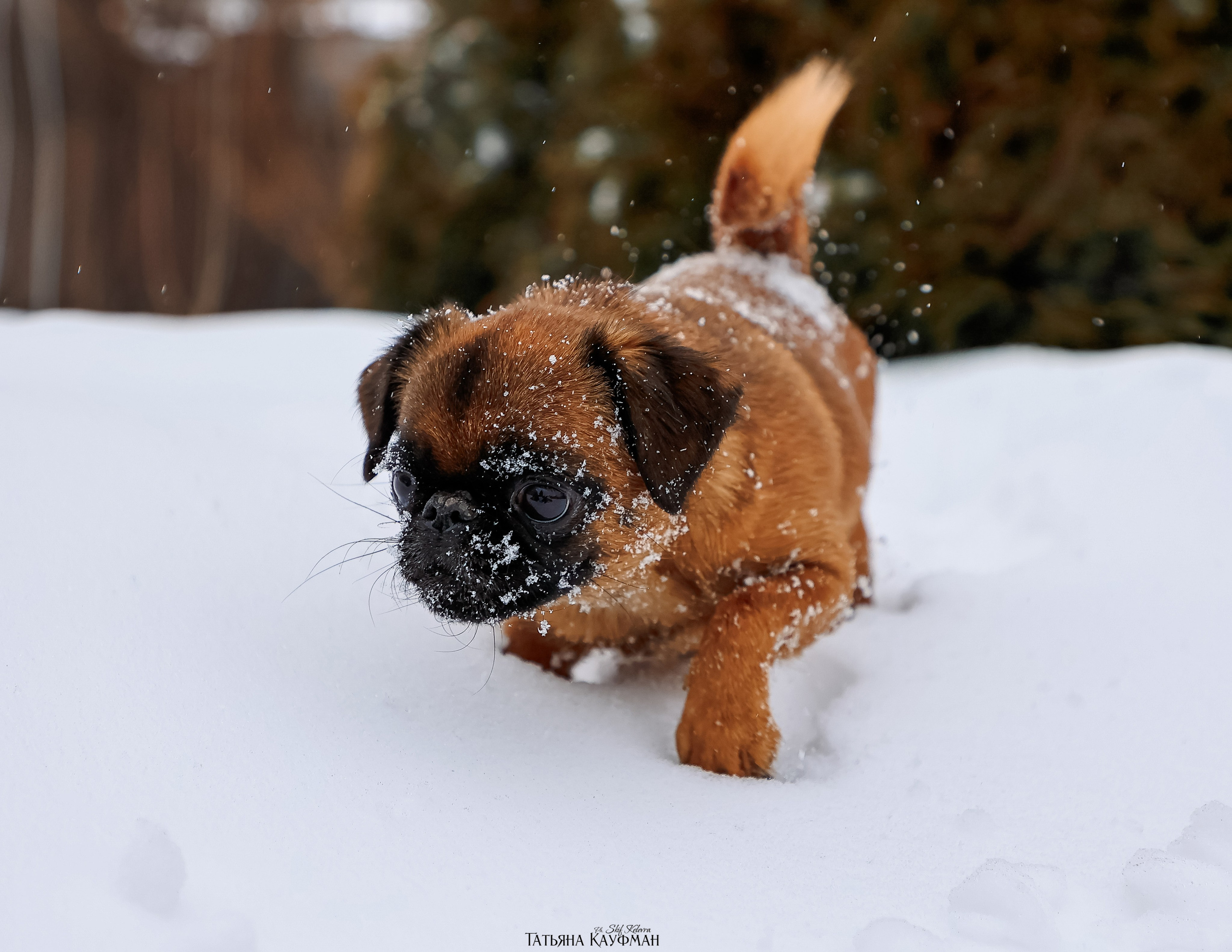 Малый брабансон, фотография брабансон, красивая собака, фотограф анималист, фотокурс Анималистика, научиться фотографировать собак, фотограф Новосибирск