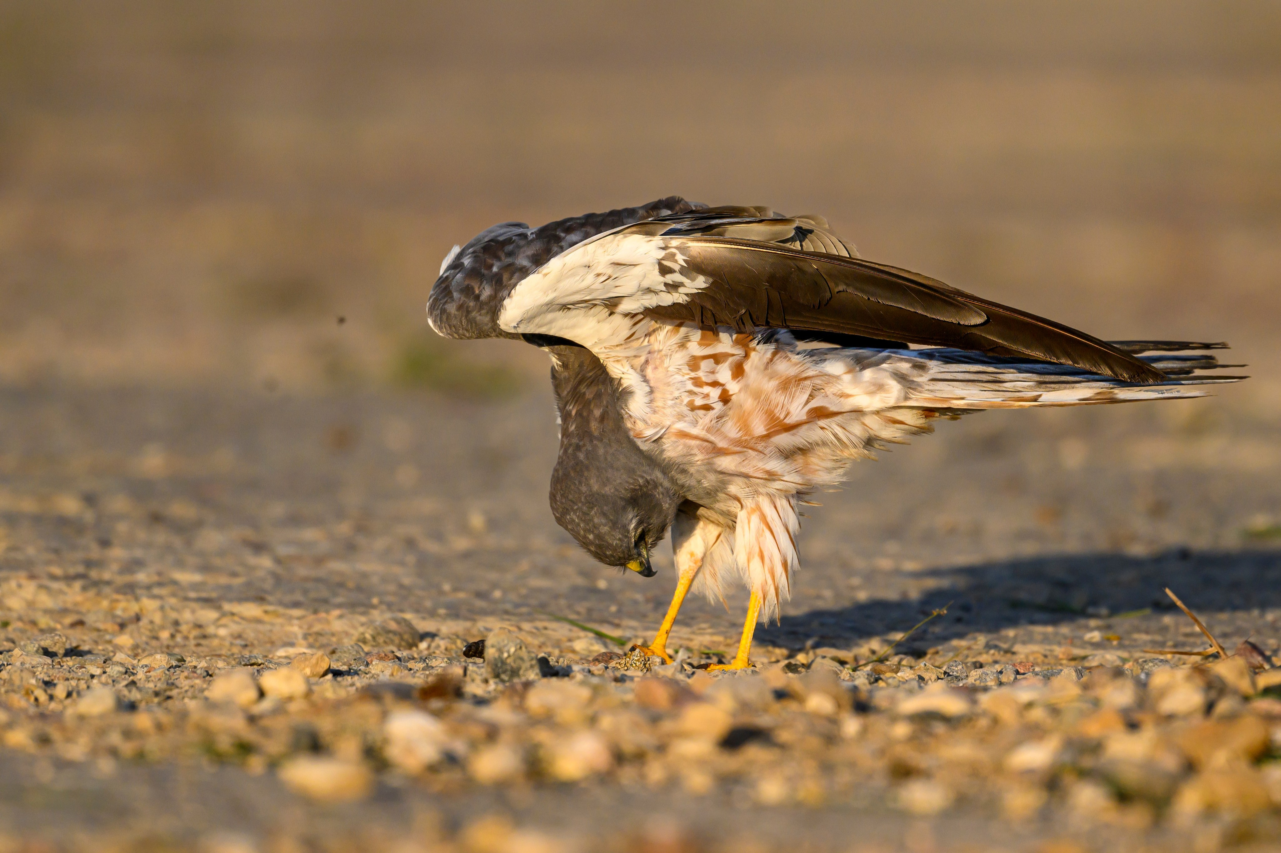 Лунь и коршуны. Harrier and Kites. Wildlife photography by Sergey Puponin