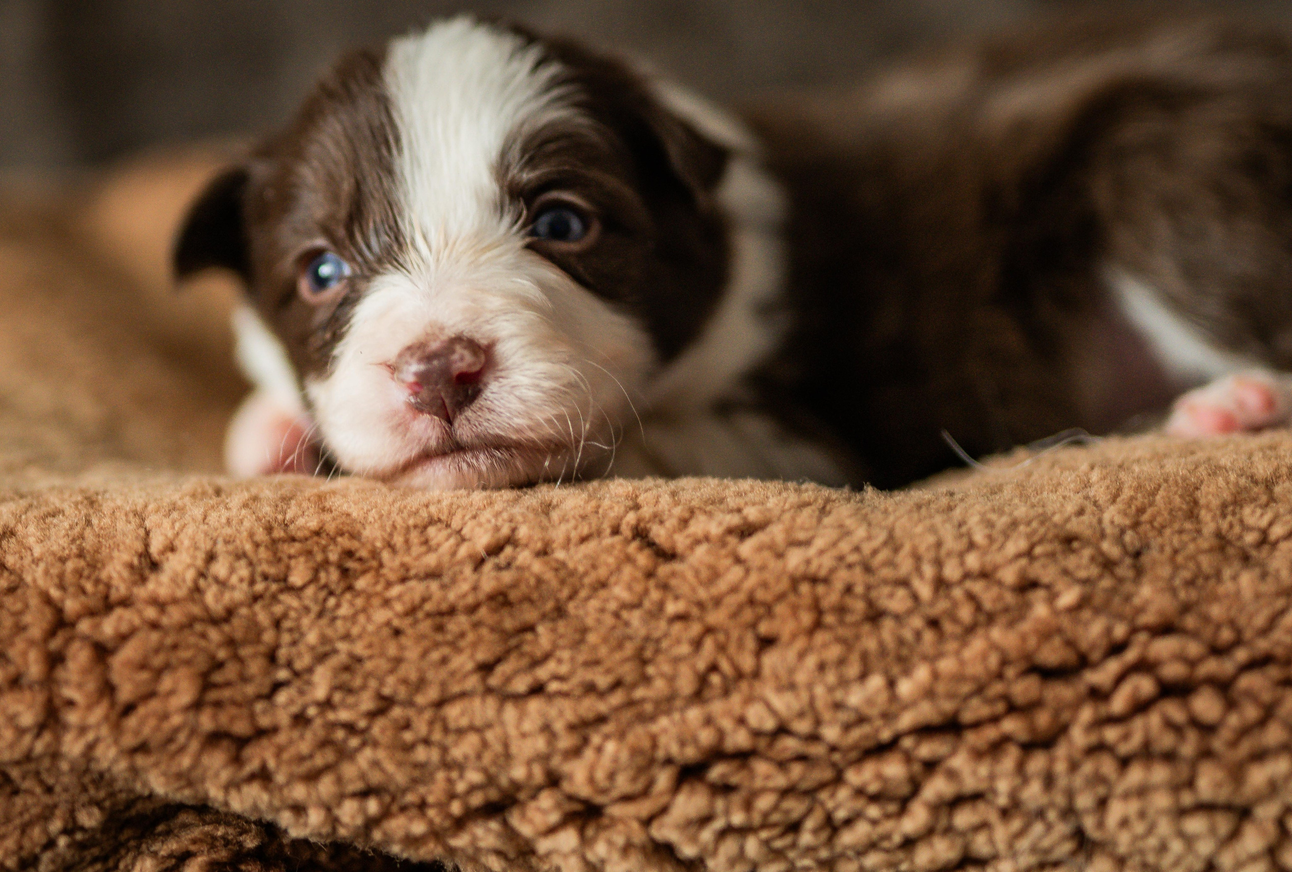 Фритсвит. Семейный фотограф Ефремова Виктория