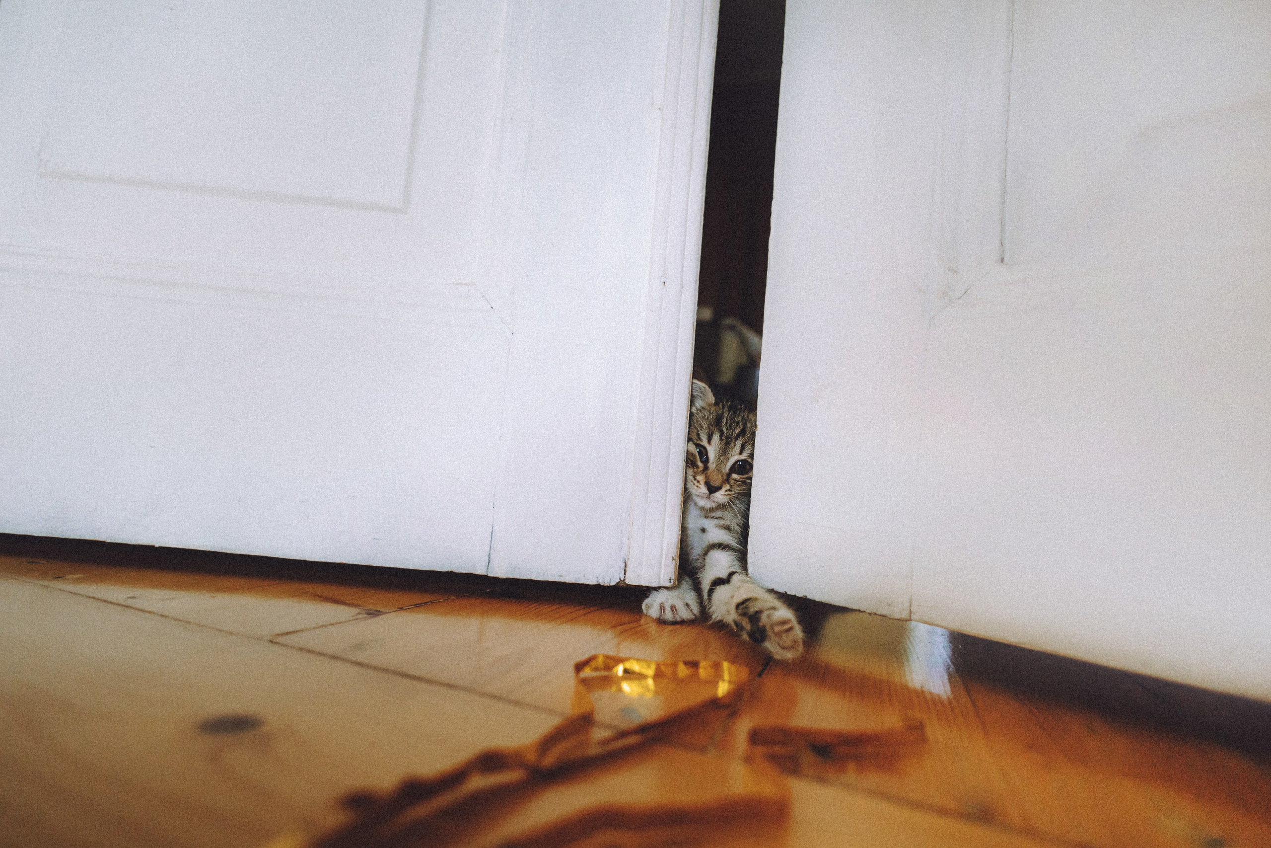 Более 30 идей для фотосессии с котенком