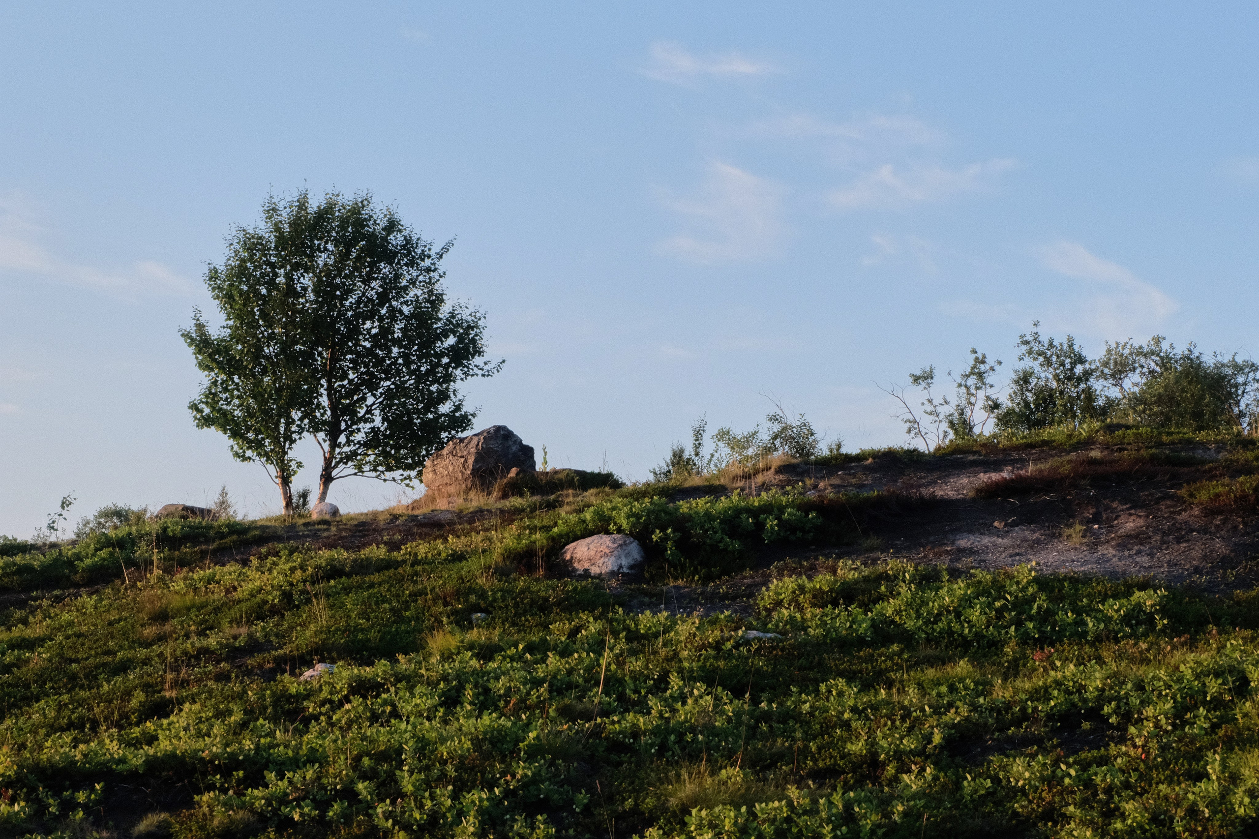 hill with a tree on top