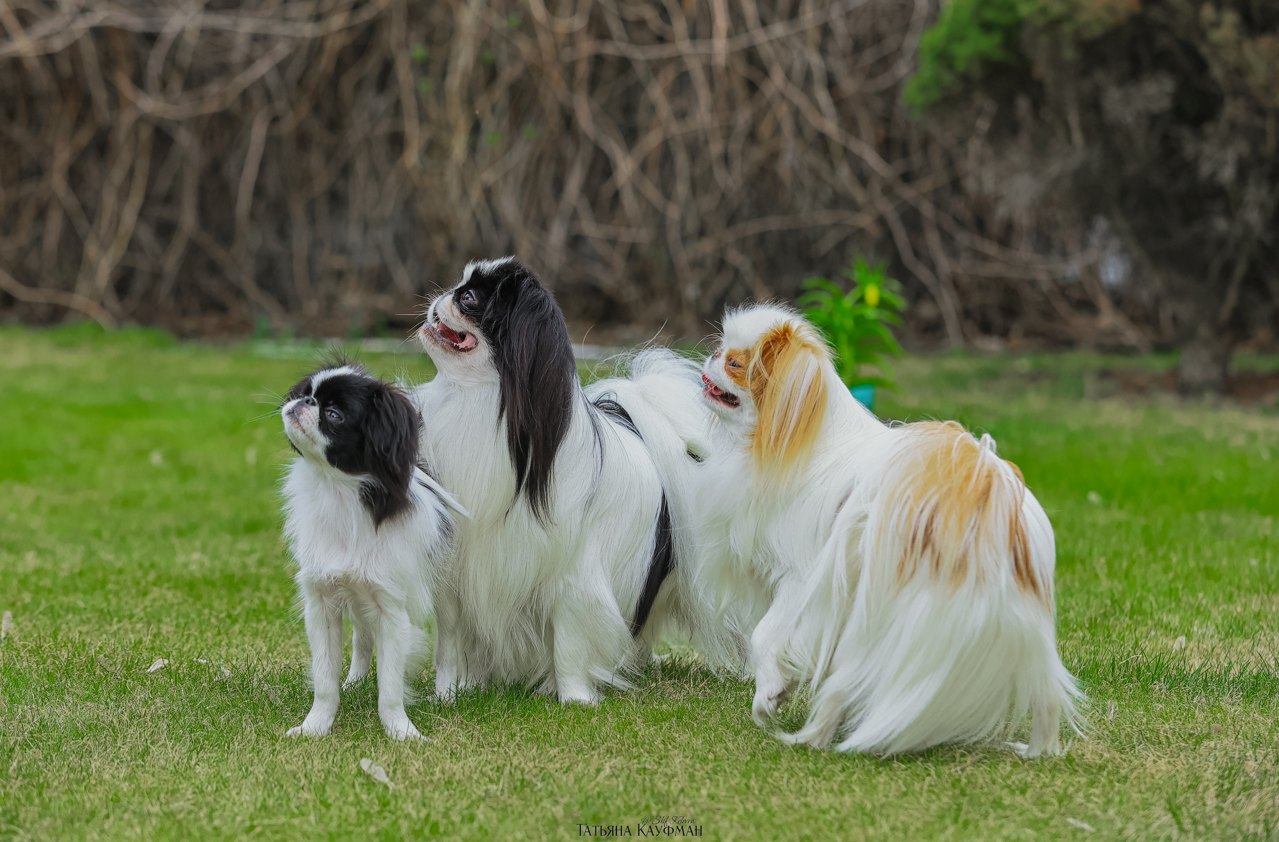 Японский хин, фотография японский хин, собака в цветах, красивая собака, фотограф анималист, фотокурс Анималистика, научиться фотографировать собак, фотограф Новосибирск