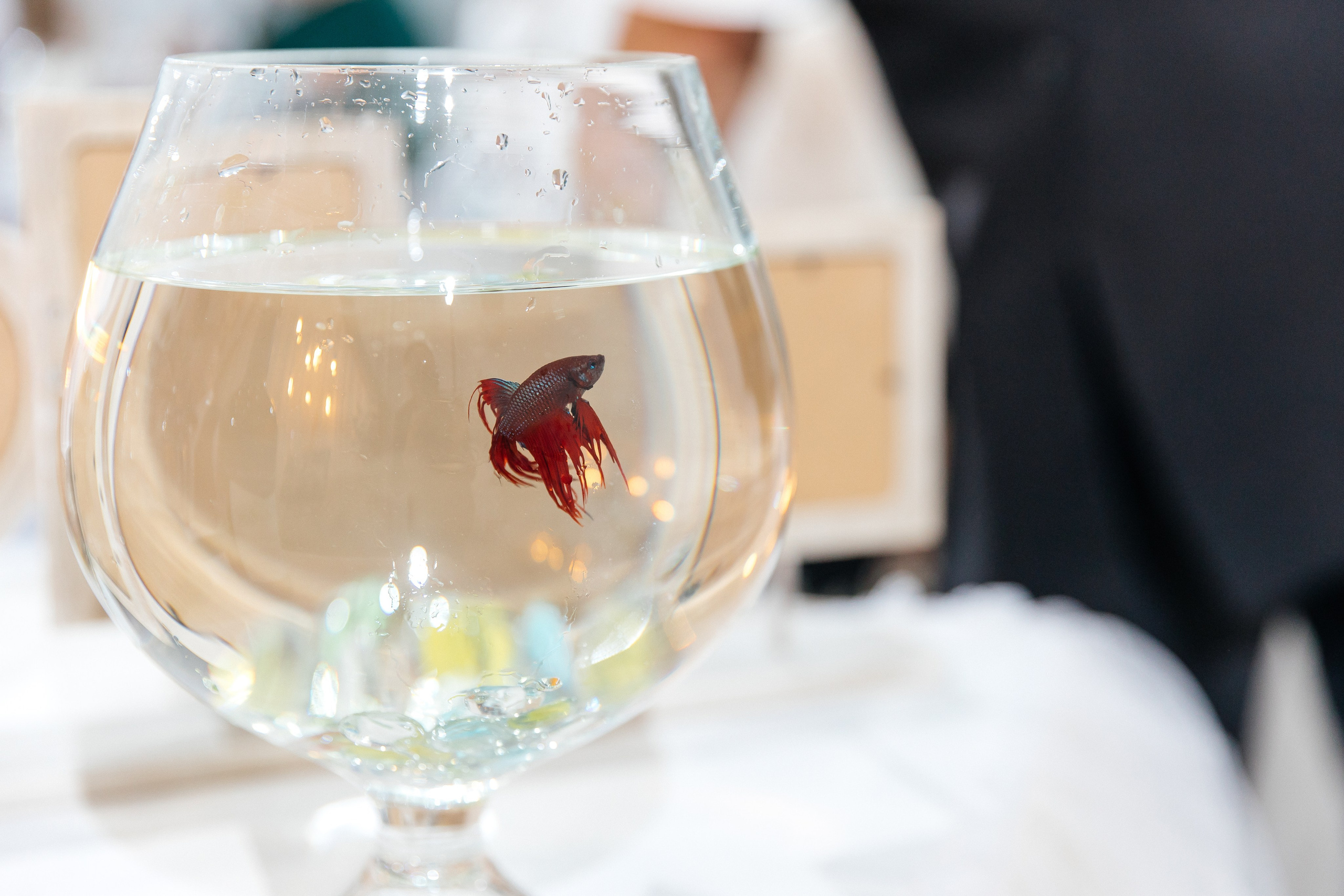 Антон и Екатерина ♡. Свадебный фотограф Настя Шелл г. Череповец