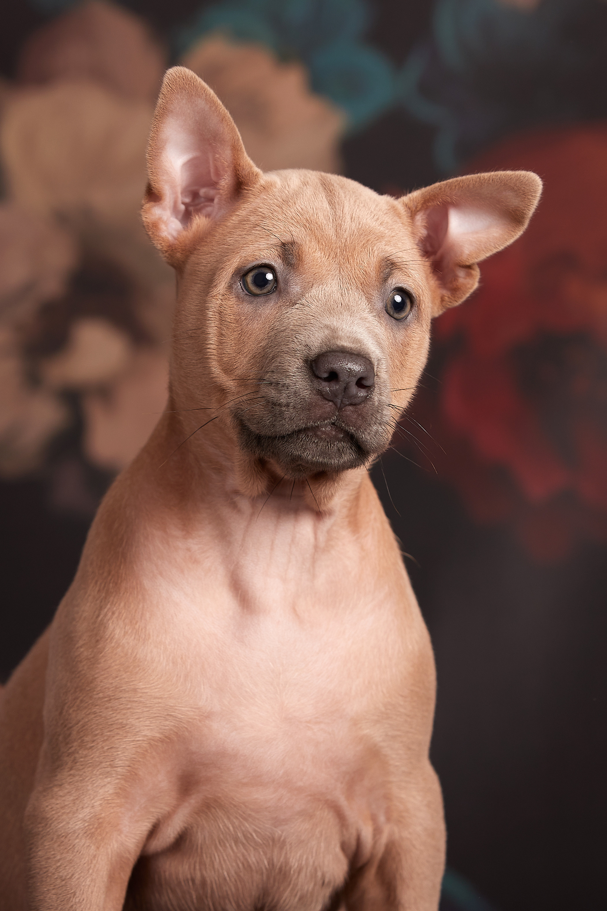 Съемка щенков на дому в Санкт-Петербурге, тайский риджбек