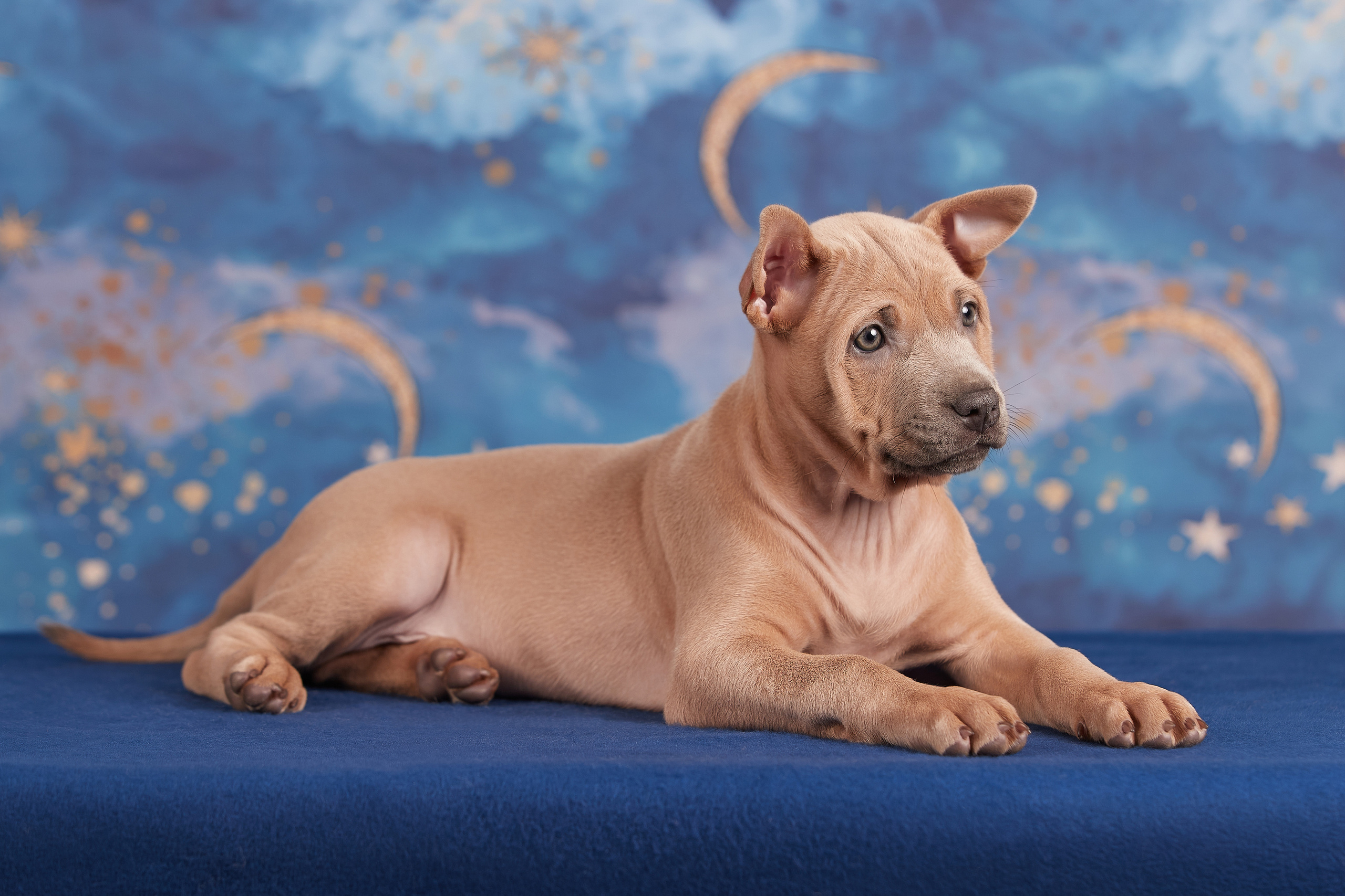 Съемка щенков на дому в Санкт-Петербурге, тайский риджбек