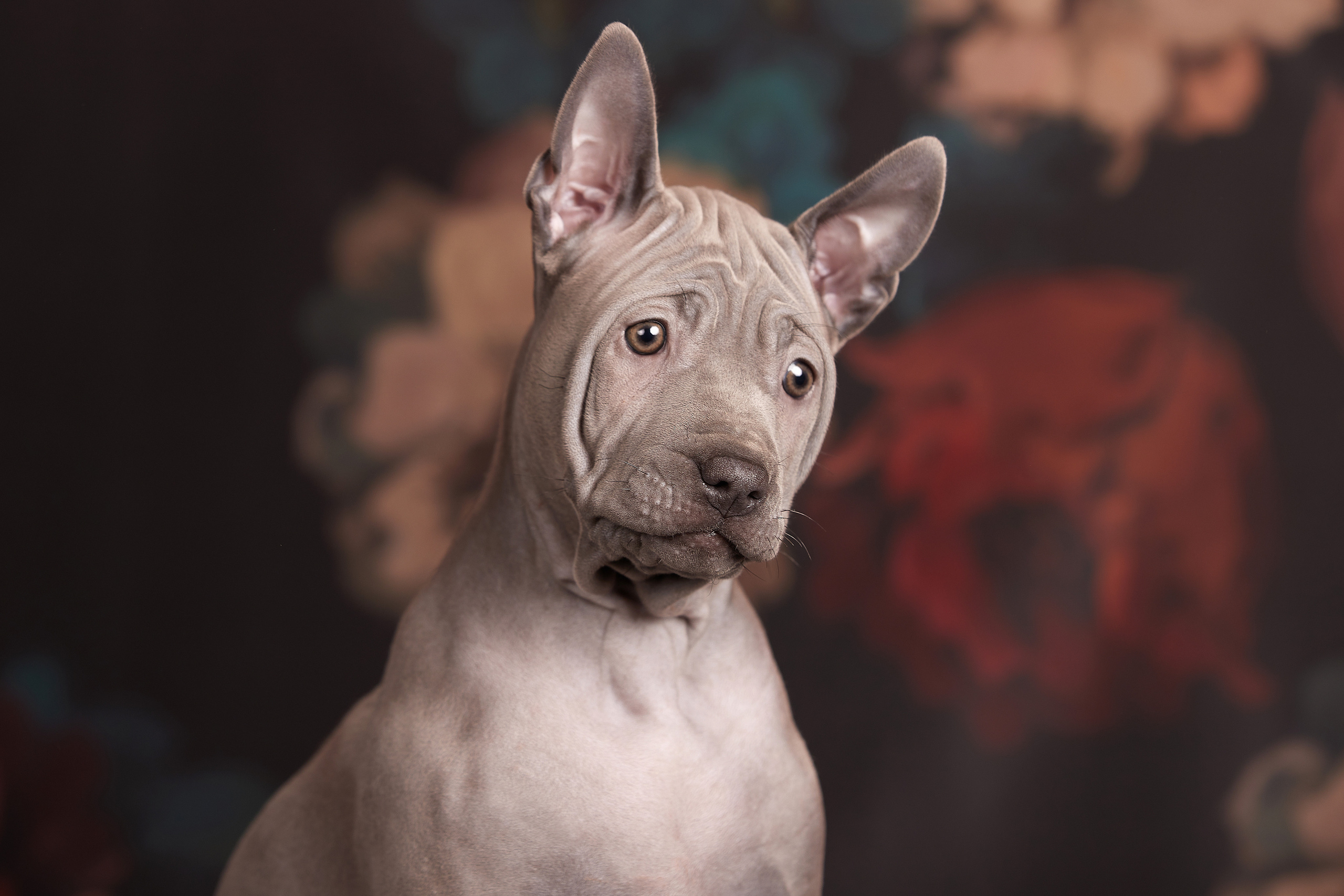 Съемка щенков на дому в Санкт-Петербурге, тайский риджбек