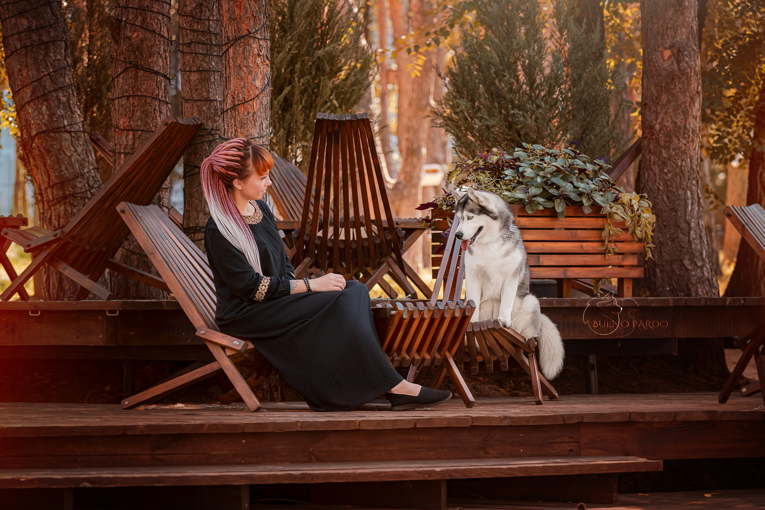 Собаки питомника Bueno Pardo. Питомник собак Акита, Хаски, Корги