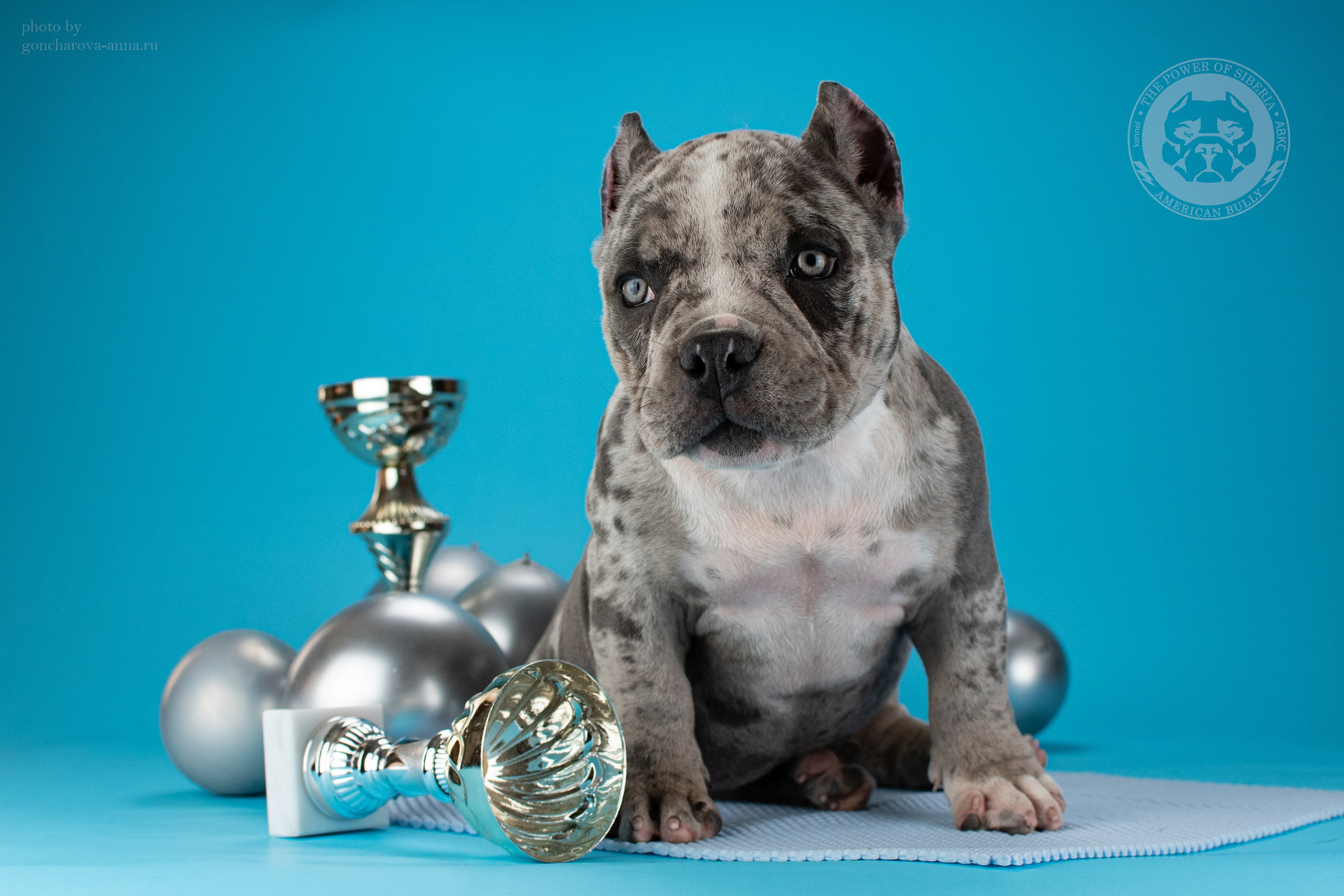 официальный питомник Американских Булли в Уфе