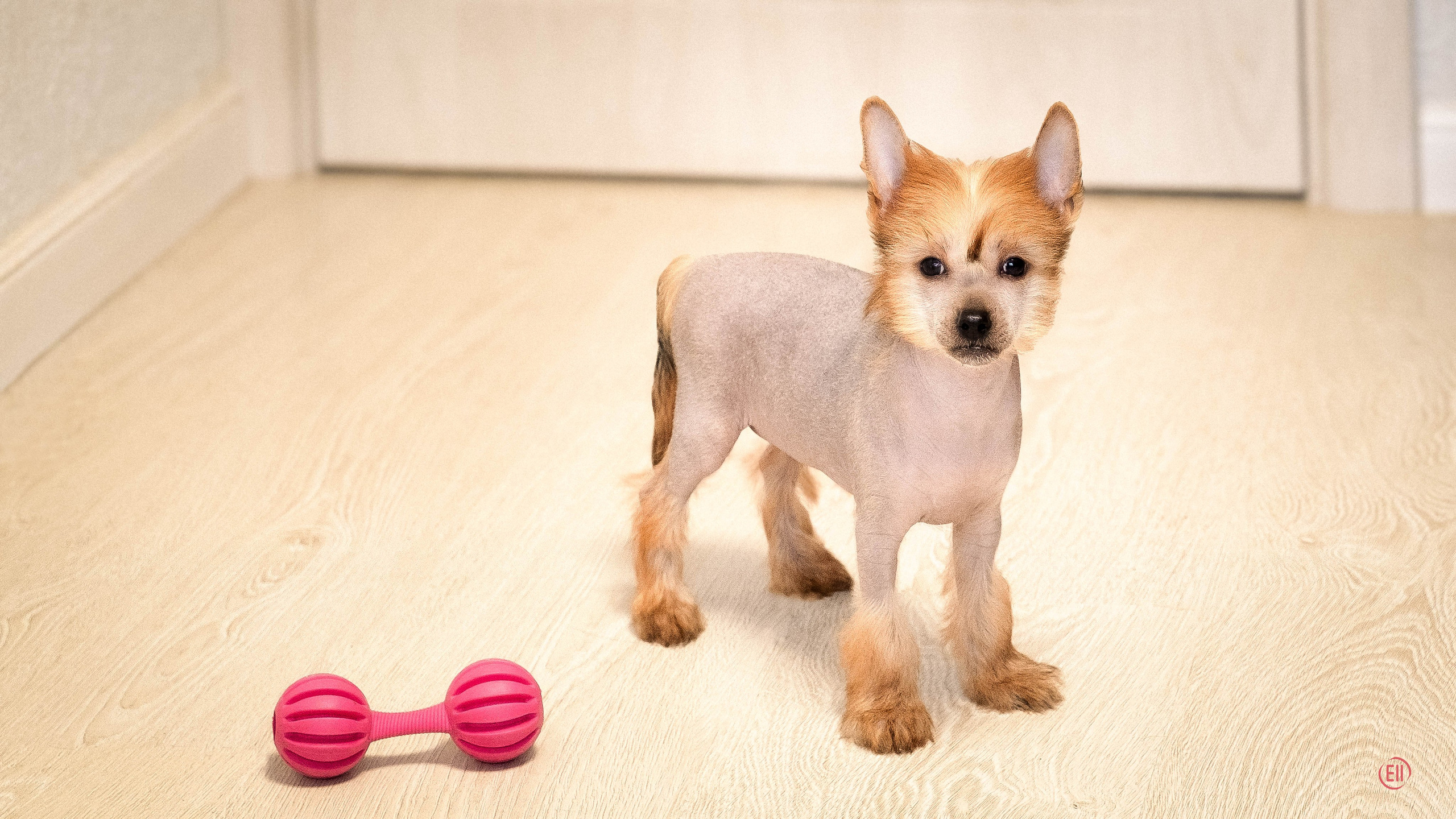 Poale Ell Gloria. Chinese Crested Dog Kennel Poale Ell