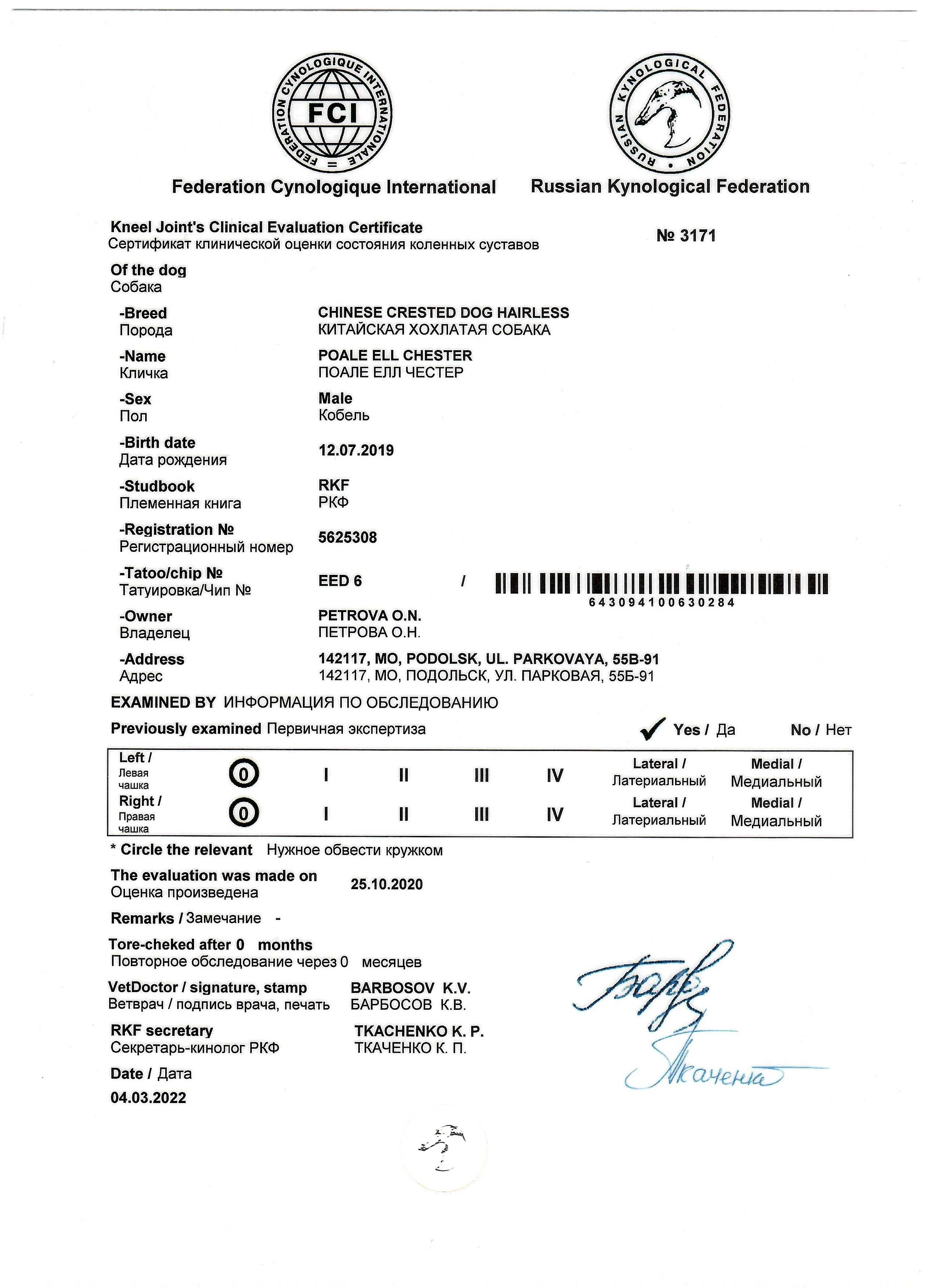 Poale Ell Chester. Питомник китайских хохлатых собак Poale Ell: купить щенка