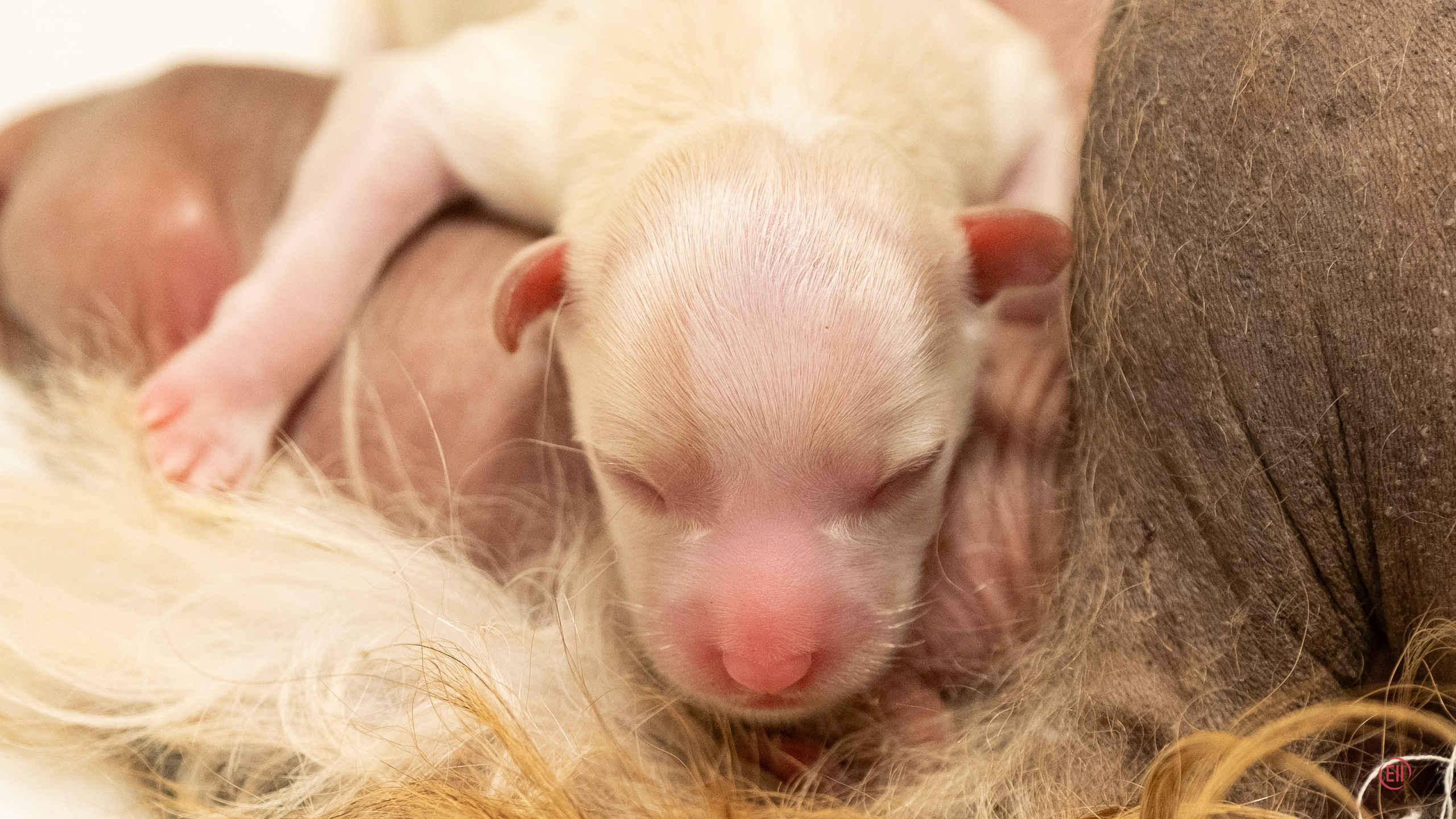 Помёт E | 20.07.2026. Poale Ell Chinese Crested Dog Kennel: Buy a puppy from the kennel