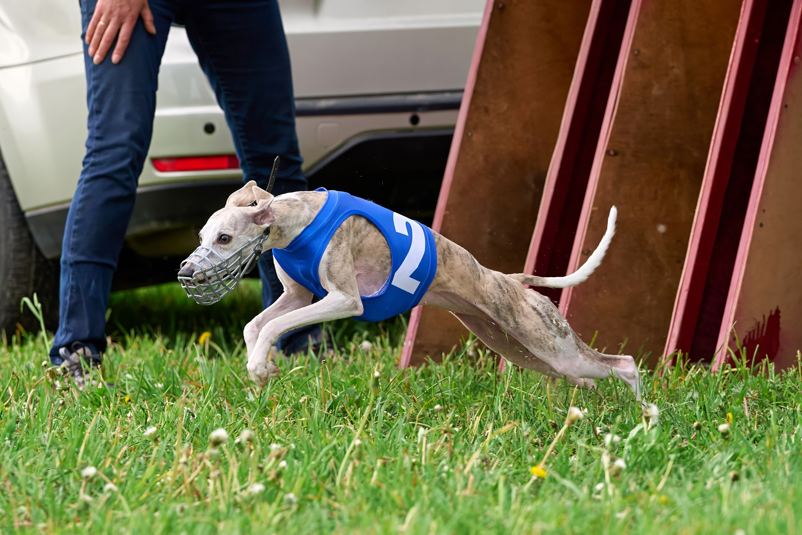Квалификация по рейсингу. РАЛББ и Курсинг на Ярославке. Фотограф-анималист Михаил Манухин