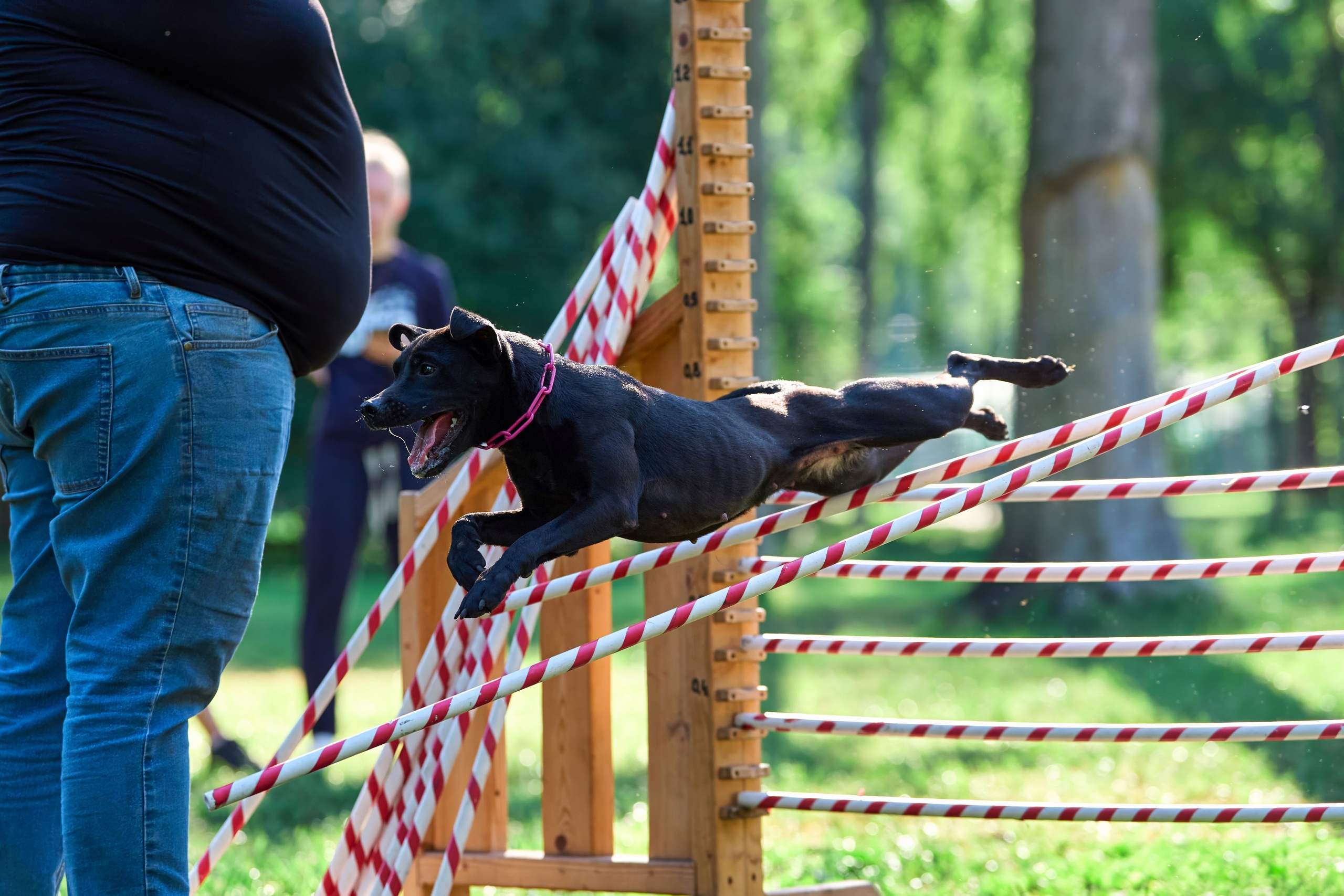 Jump'n'Gym JUMP! — 2024. Фотограф-анималист Михаил Манухин