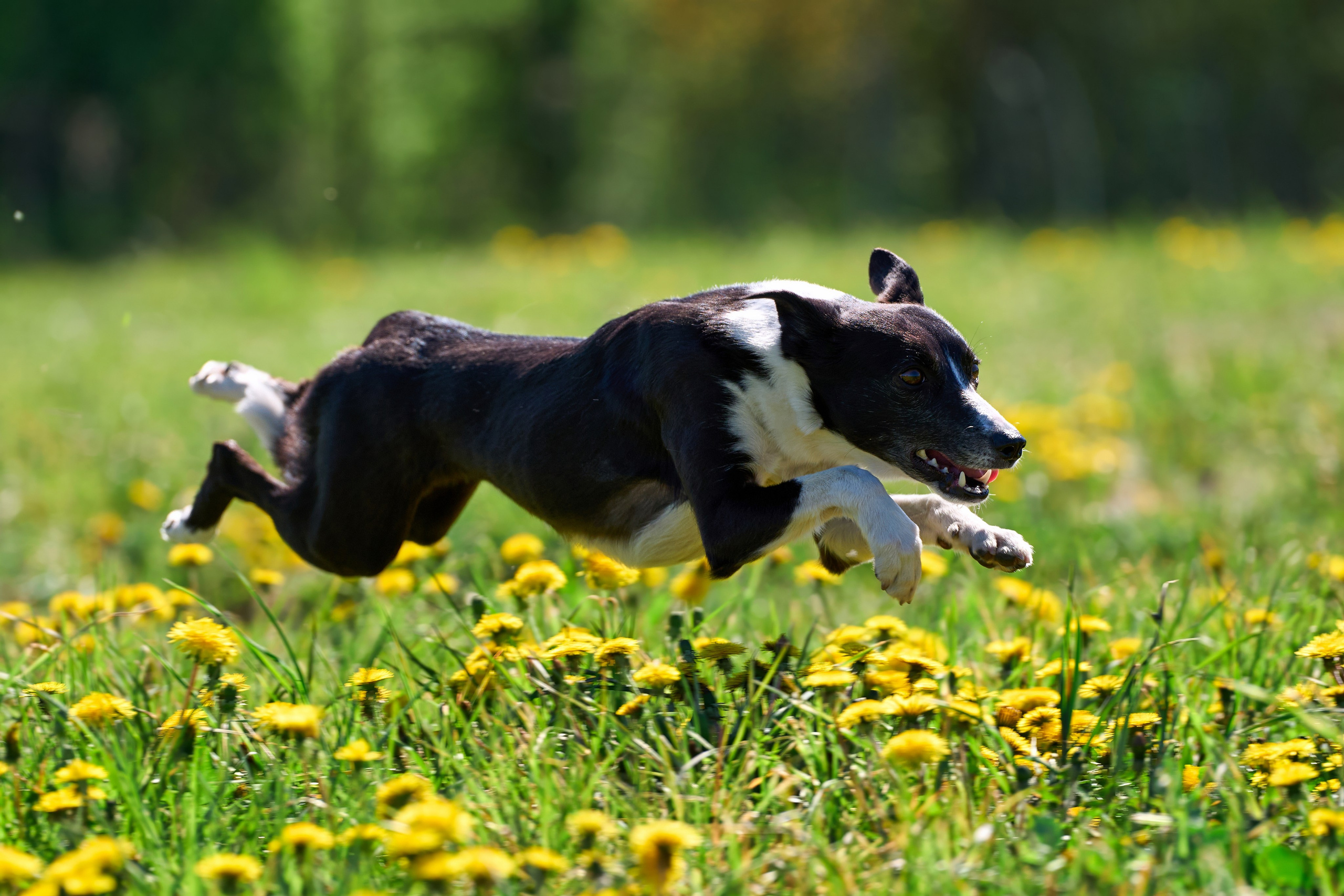 Тренировка по курсингу «на Ярославке». Фотограф-анималист Михаил Манухин