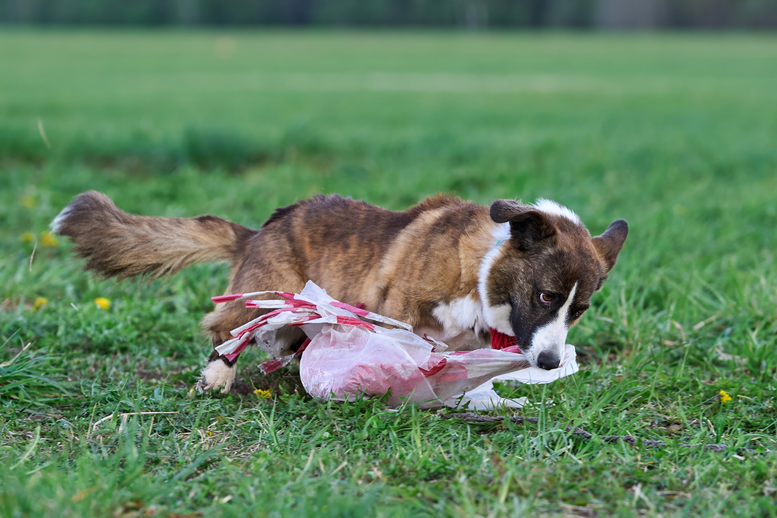 Тренировка по курсингу «на Ярославке». Фотограф-анималист Михаил Манухин