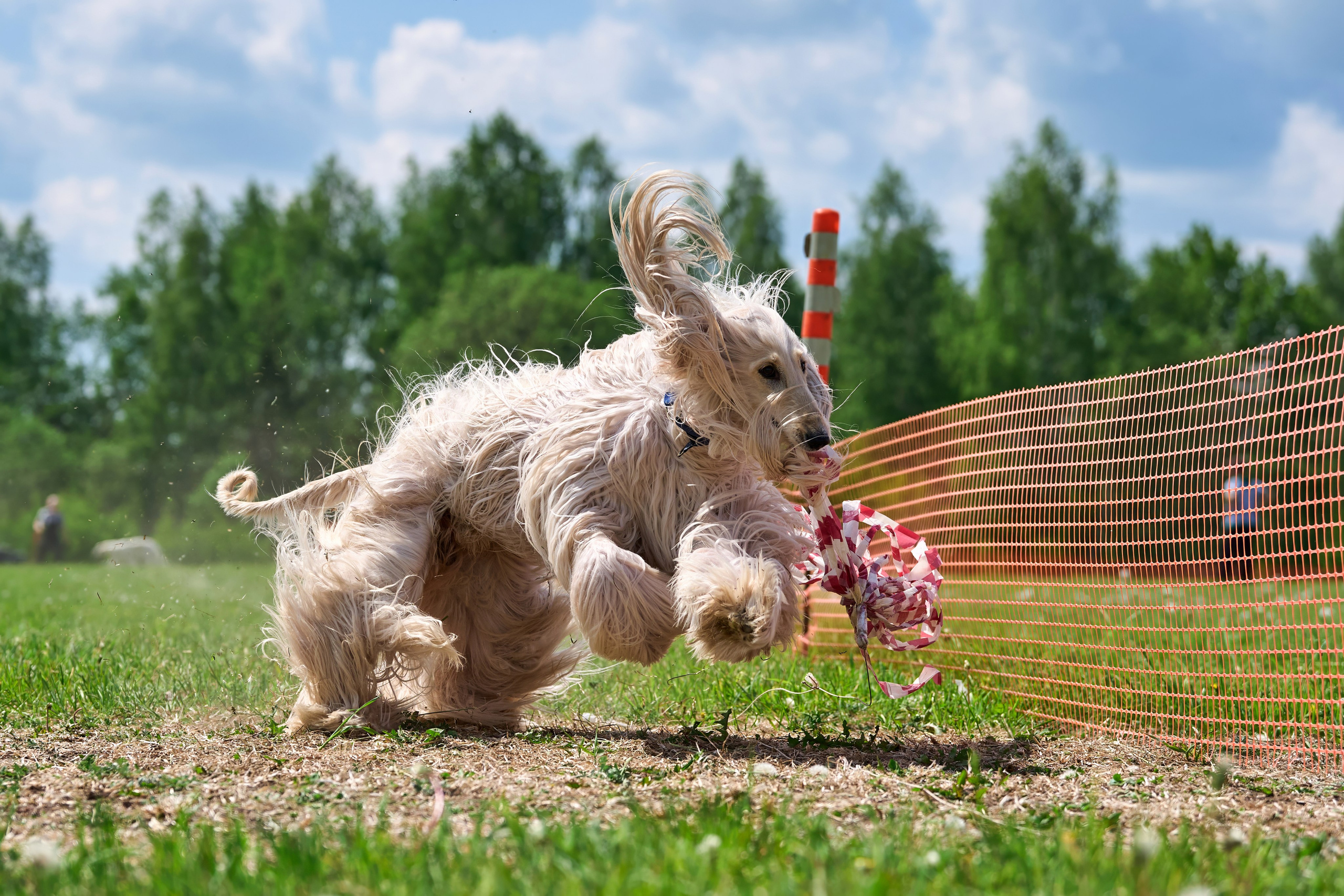 Квалификация по рейсингу. РАЛББ и Курсинг на Ярославке. Фотограф-анималист Михаил Манухин