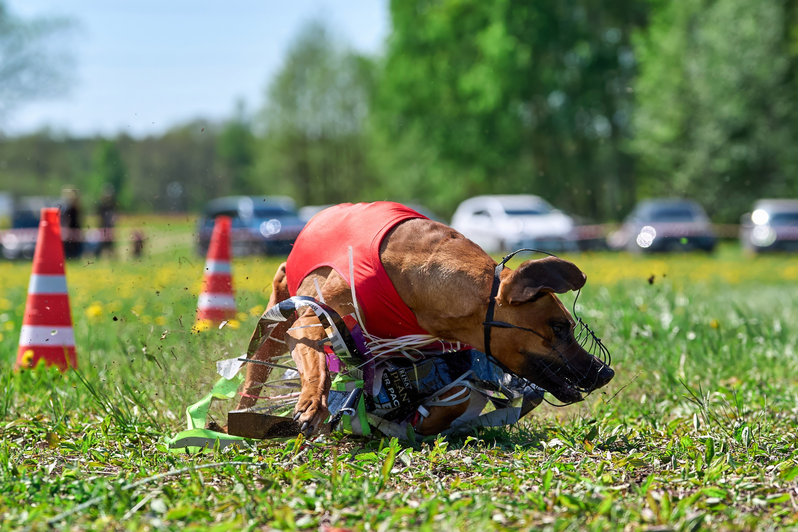 Квалификация по курсингу Донино. Фотограф-анималист Михаил Манухин