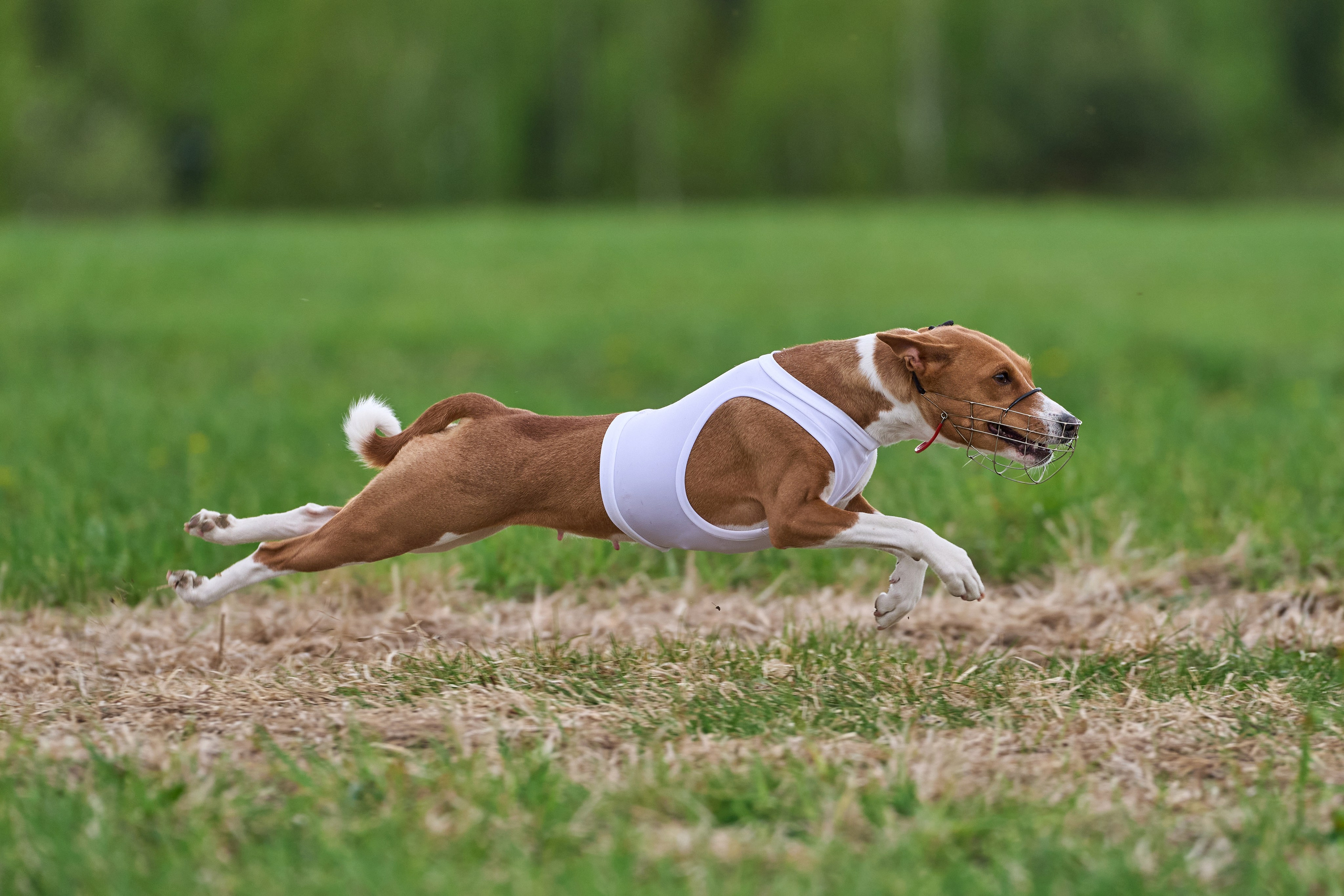 ПЧРКФ по курсингу. Фотограф-анималист Михаил Манухин