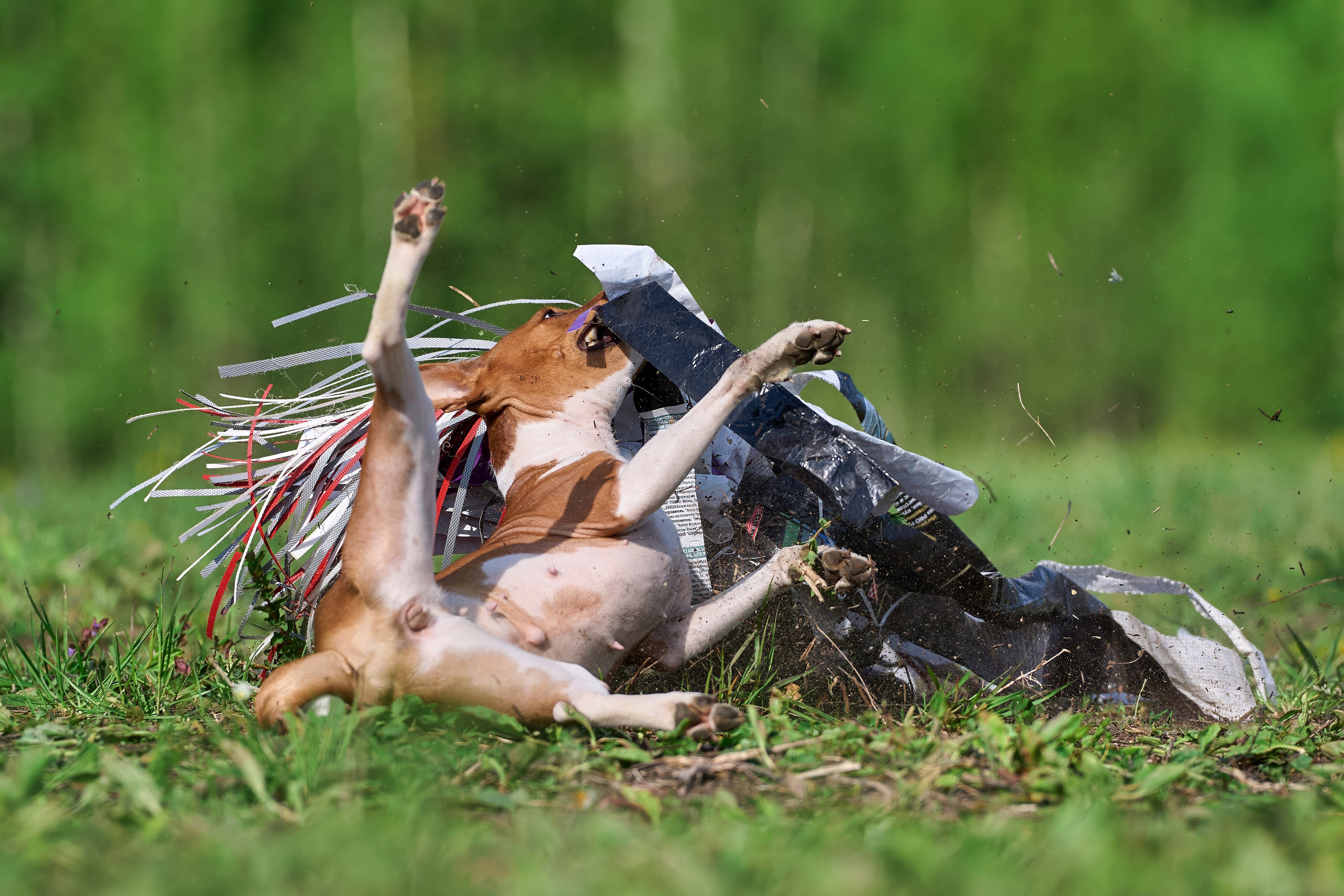 Квалификация по курсингу Донино. Фотограф-анималист Михаил Манухин