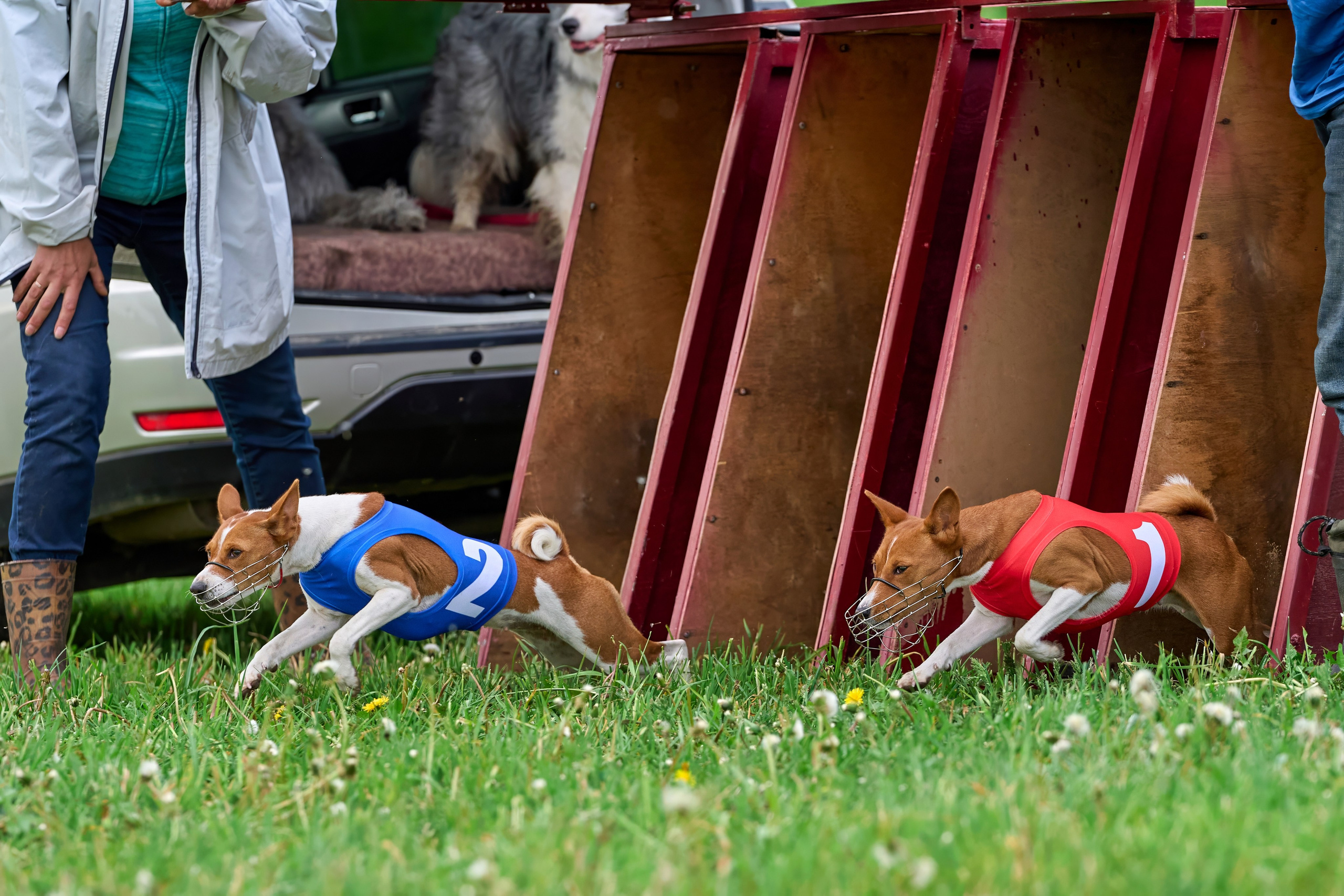 Квалификация по рейсингу. РАЛББ и Курсинг на Ярославке. Фотограф-анималист Михаил Манухин