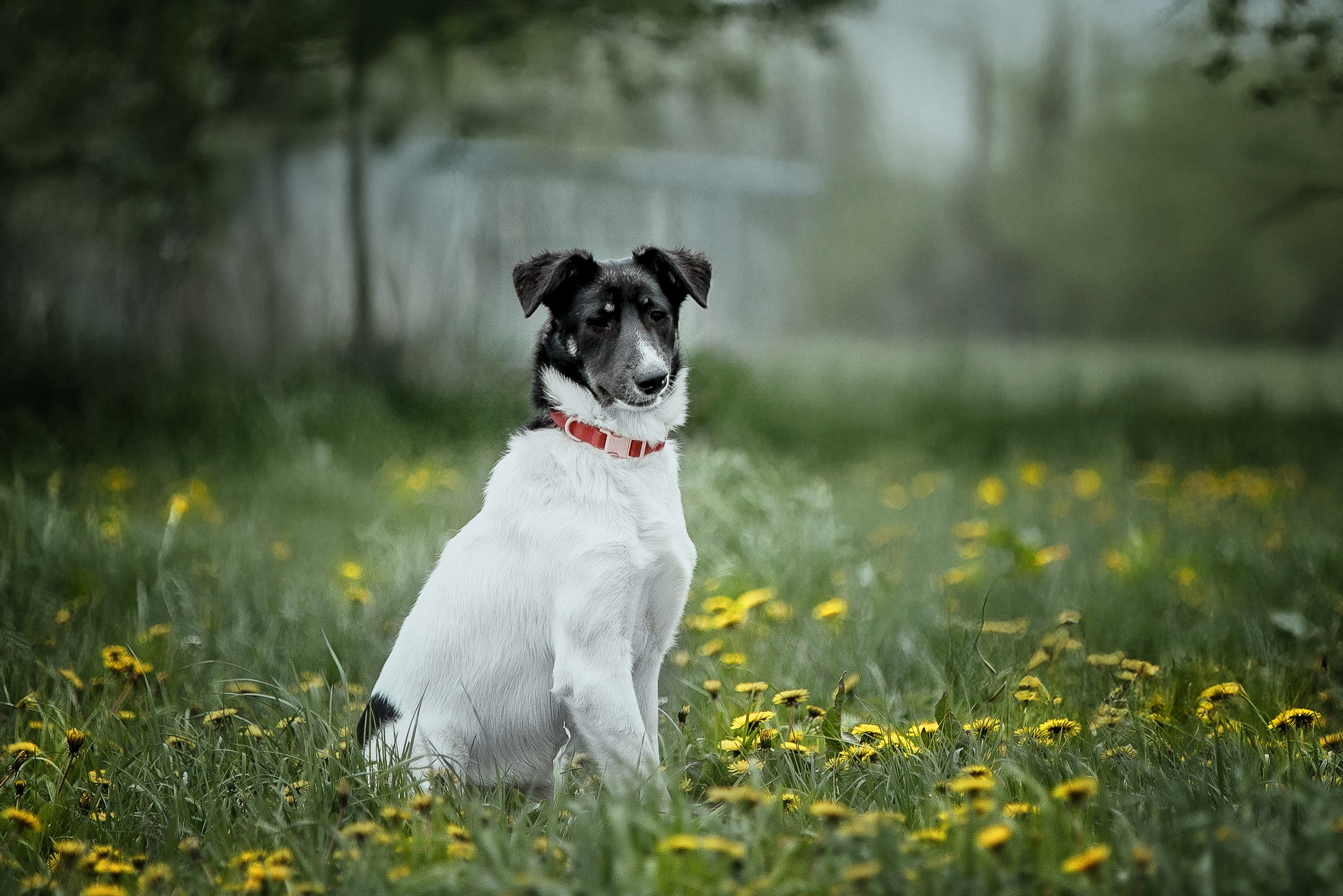 ИЩУТ ДОМ. Фотограф-анималист в Москве и Подмосковье
