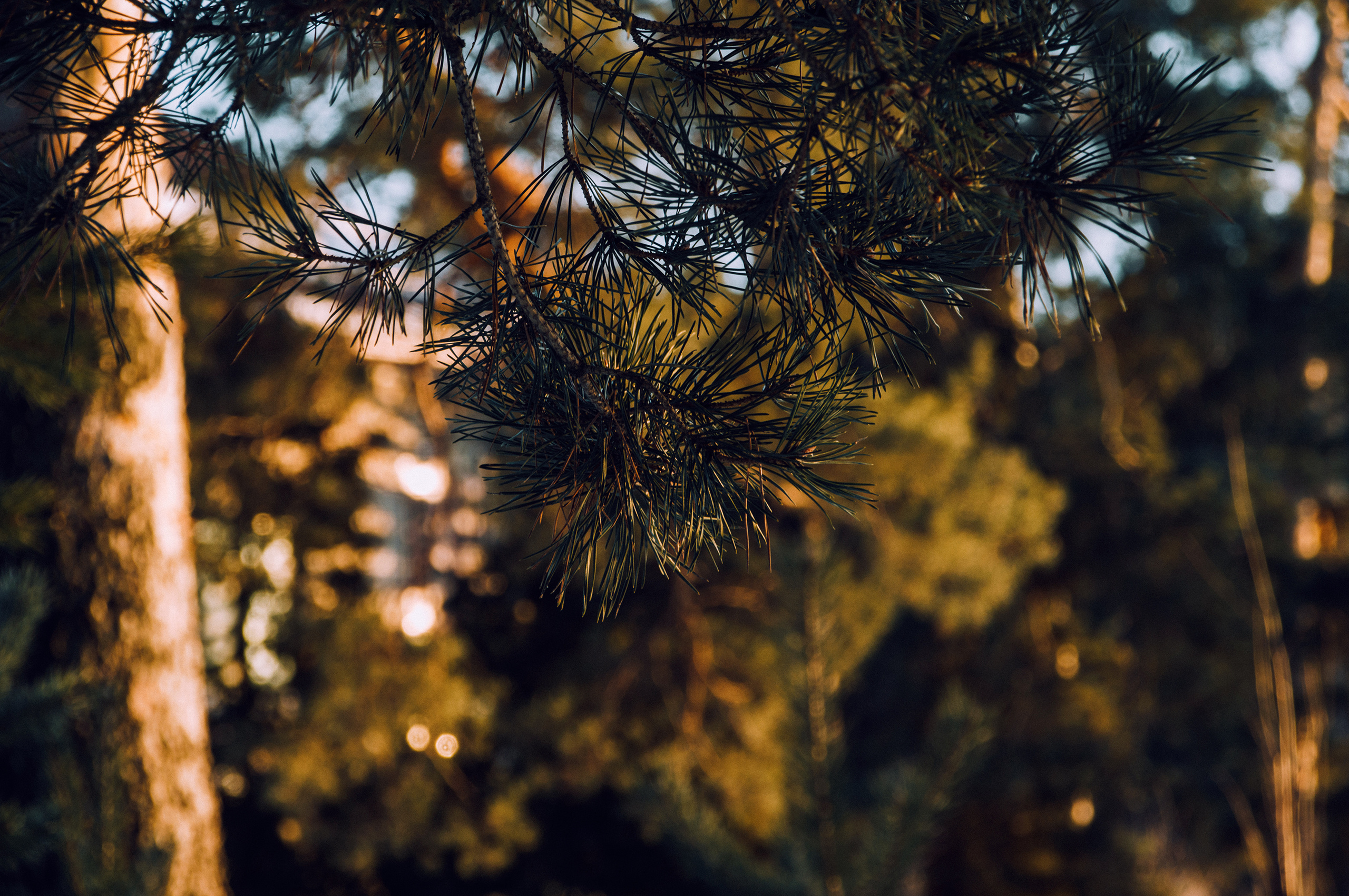 Света и Дима. Свадебный и портретный фотограф в Нижнем Новгороде и Нижегородской обл
