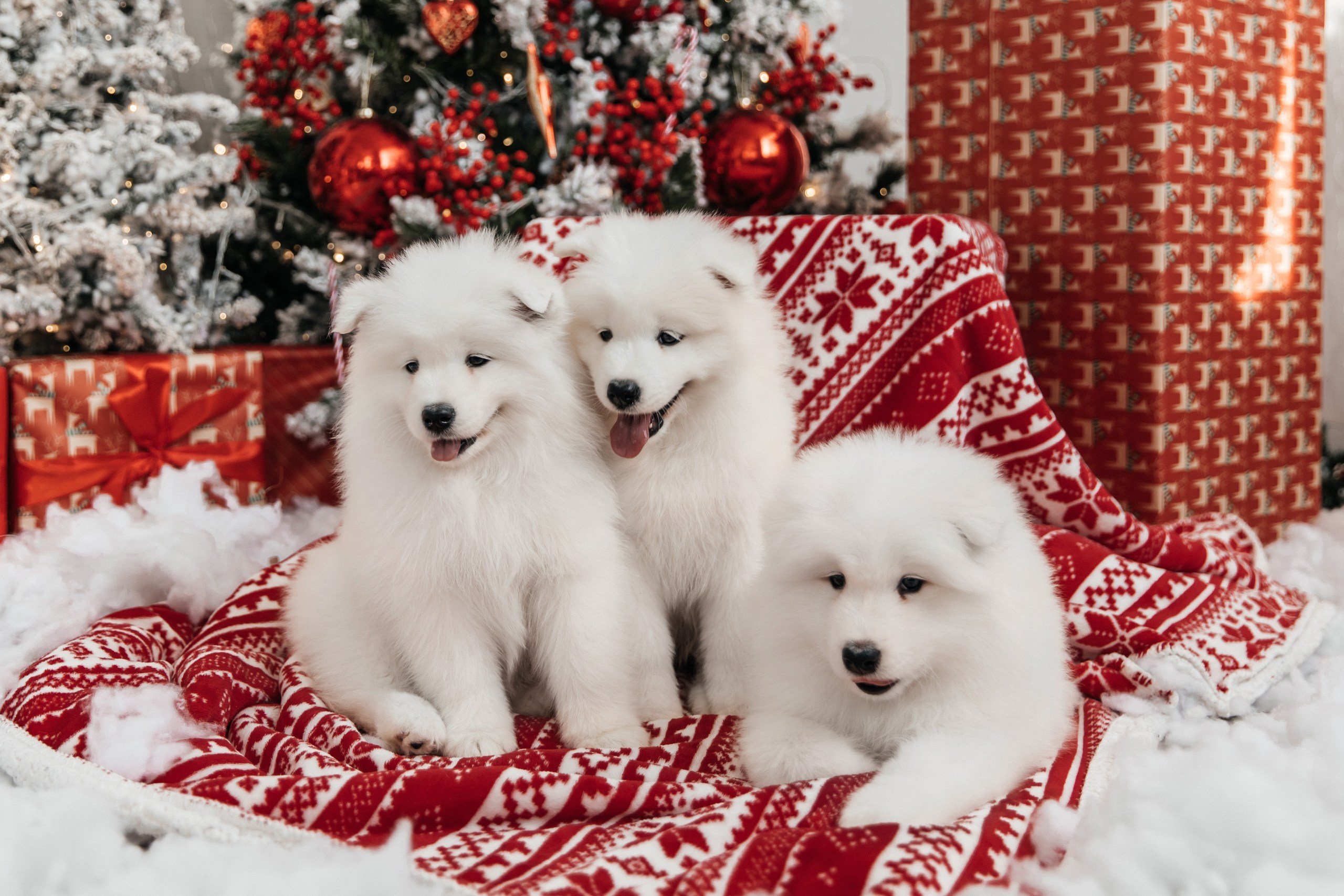 Собака улыбака