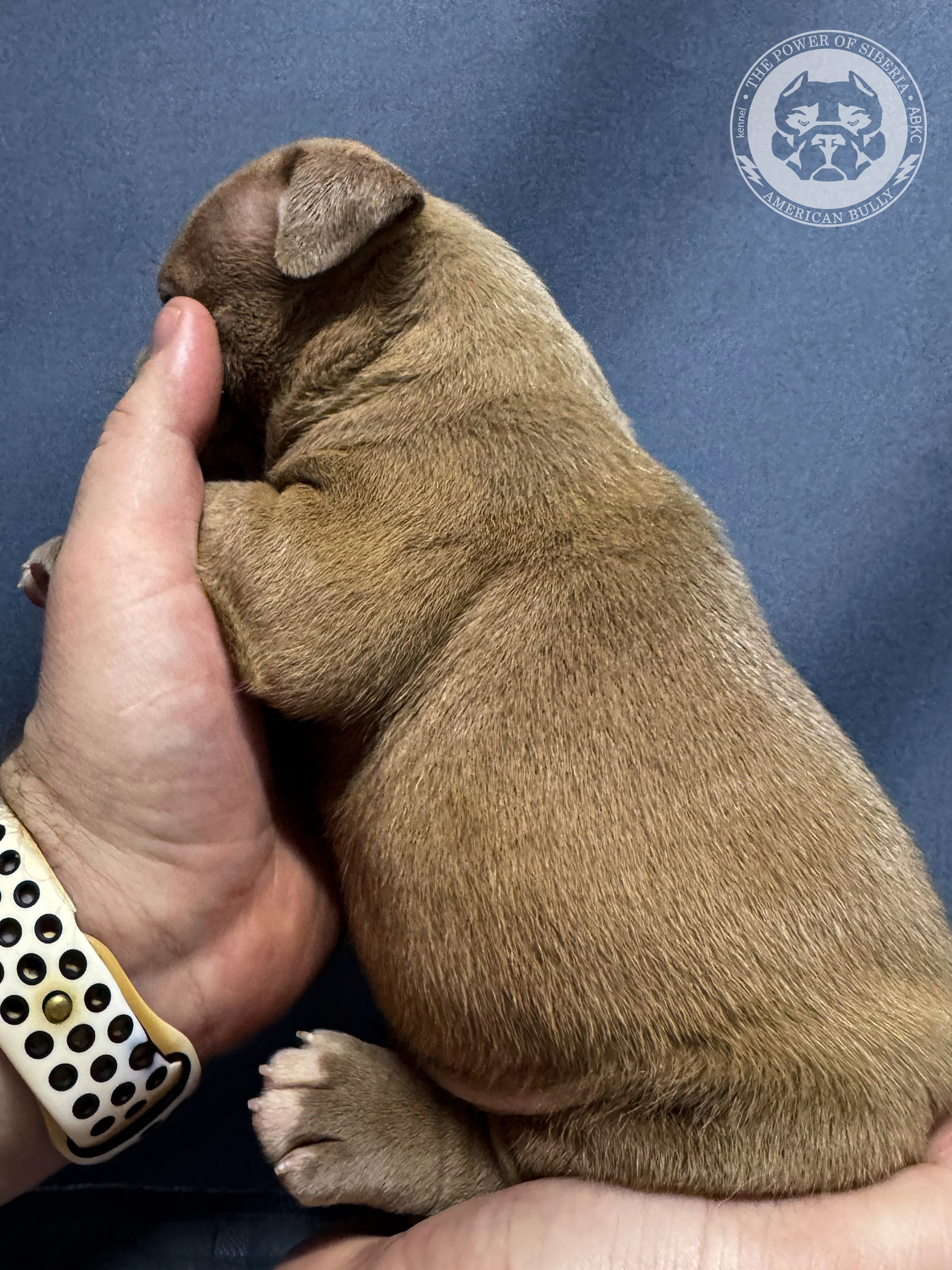 Все свободные щенки. Американский Булли в г. Ростов-на-Дону. Питомник THE POWER OF SIBERIA