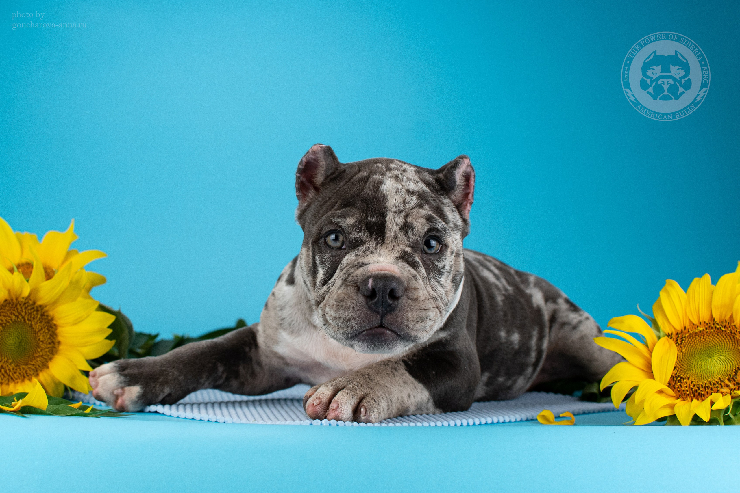 купить щенка Американский булли в Уфе