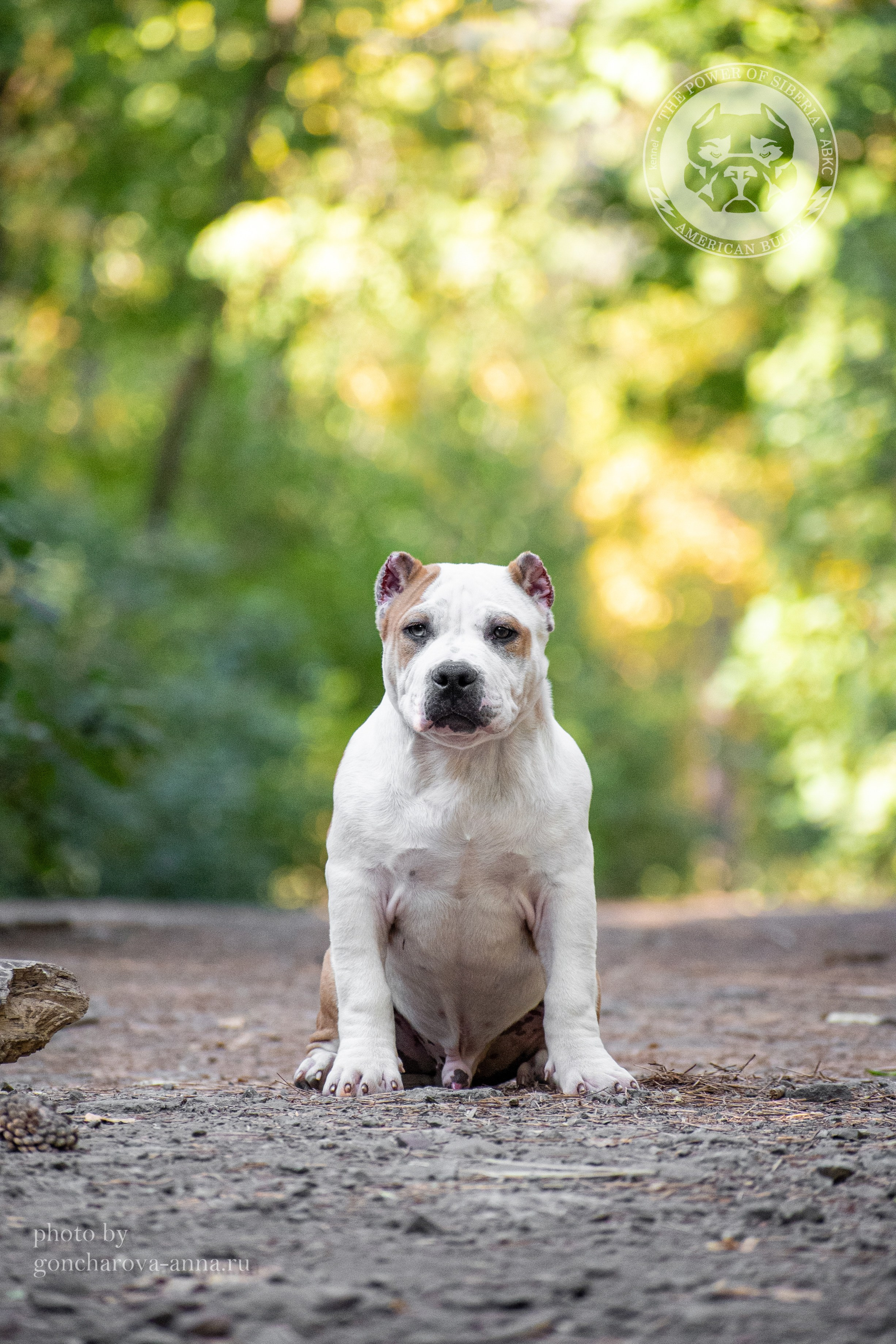кобель на вязку Американский булли в Сочи