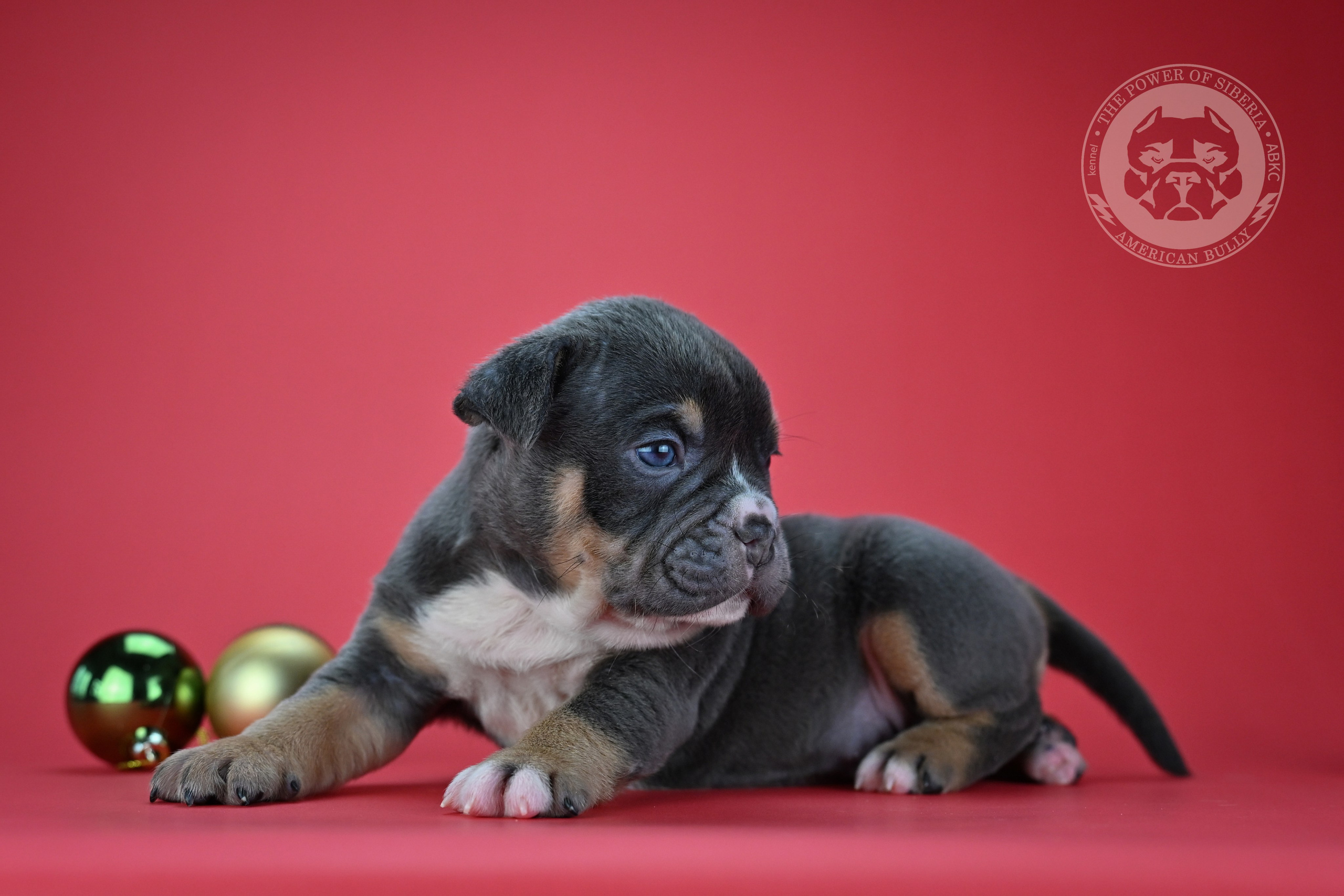 Все свободные щенки. Американский Булли в г. Ростов-на-Дону. Питомник THE POWER OF SIBERIA