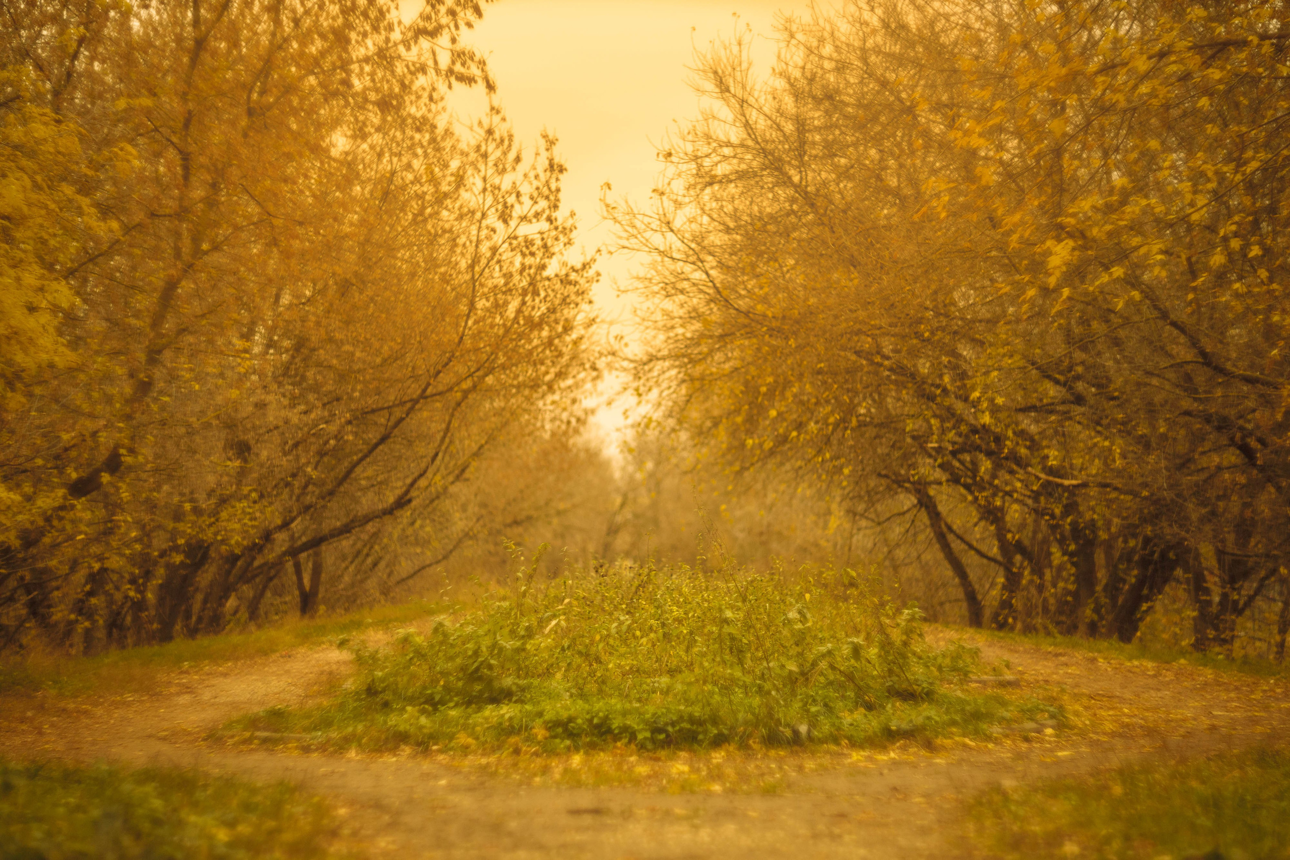 Серия «Цвет переосмыслений». Фотограф в Москве Татьяна Макотра