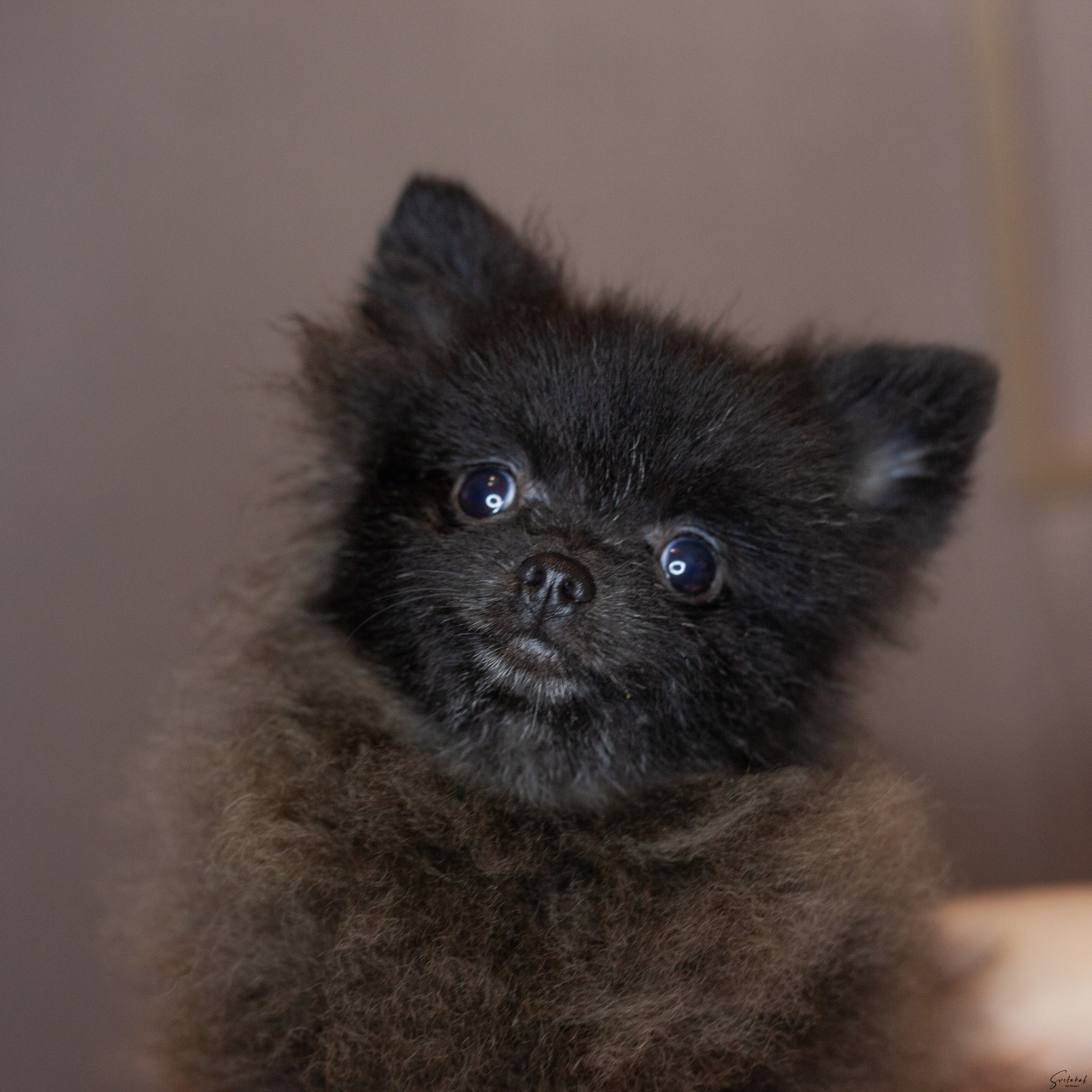 Щенки. Slavilada-Лапки. Свет. Любовь… Профессиональная фотосессия питомцев Для памяти, пристройства и продажи. Хабаровск
